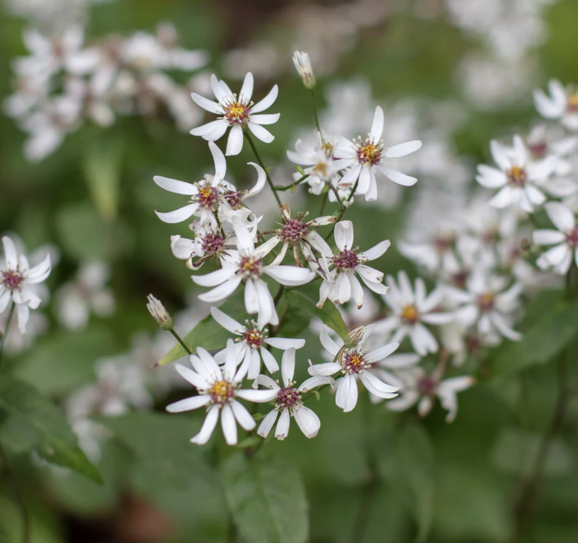 White wood aster - Eurybia divaricata