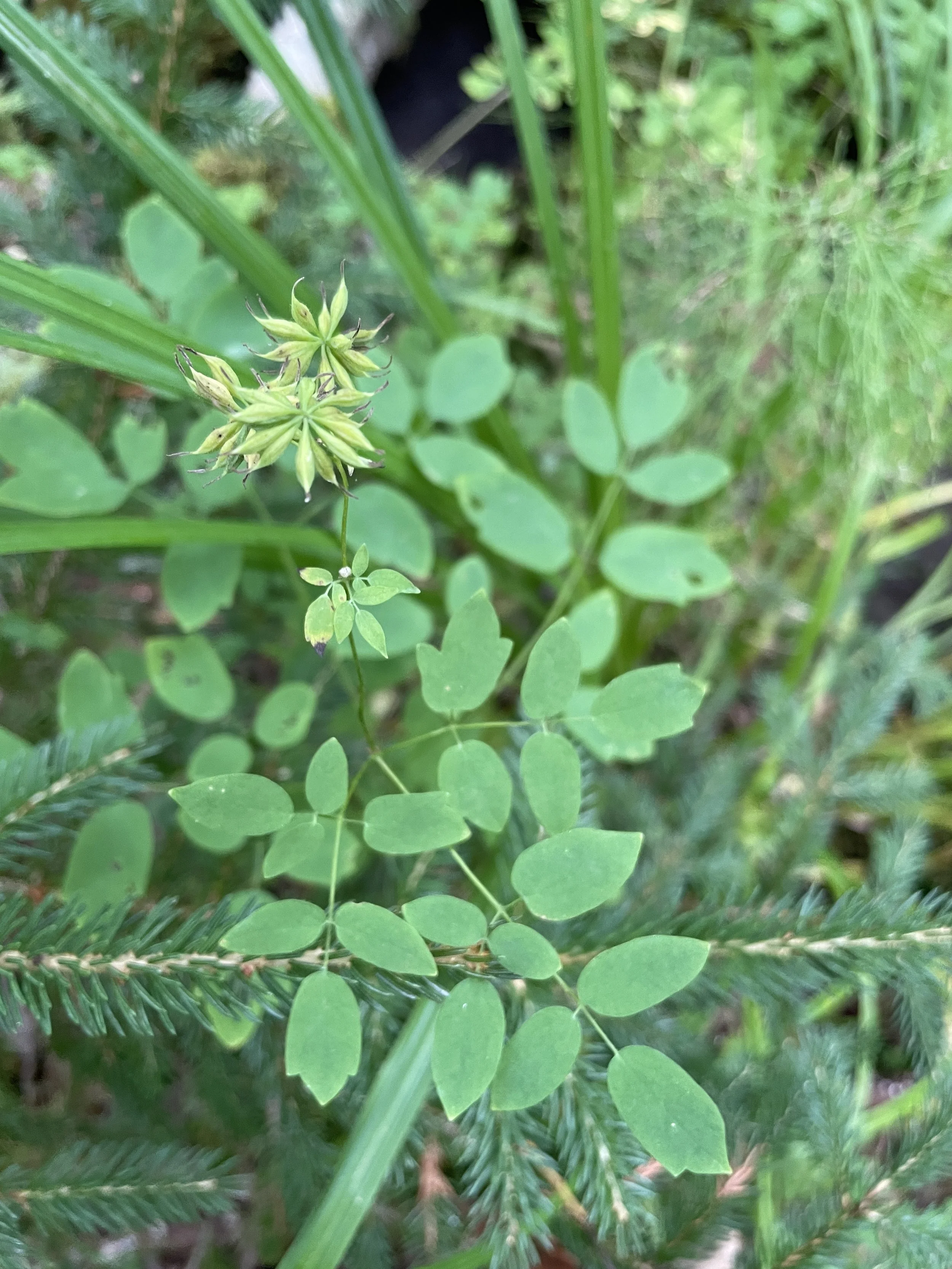 Tall meadow rue in seed.JPG