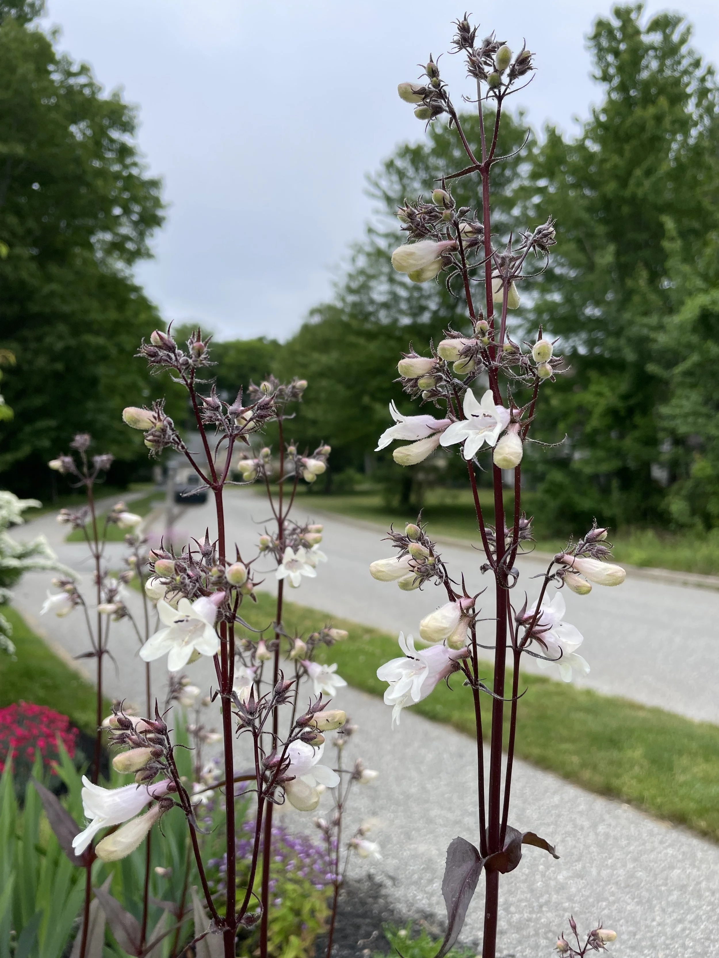 Penstemon digitalis - Foxglove beardtongue