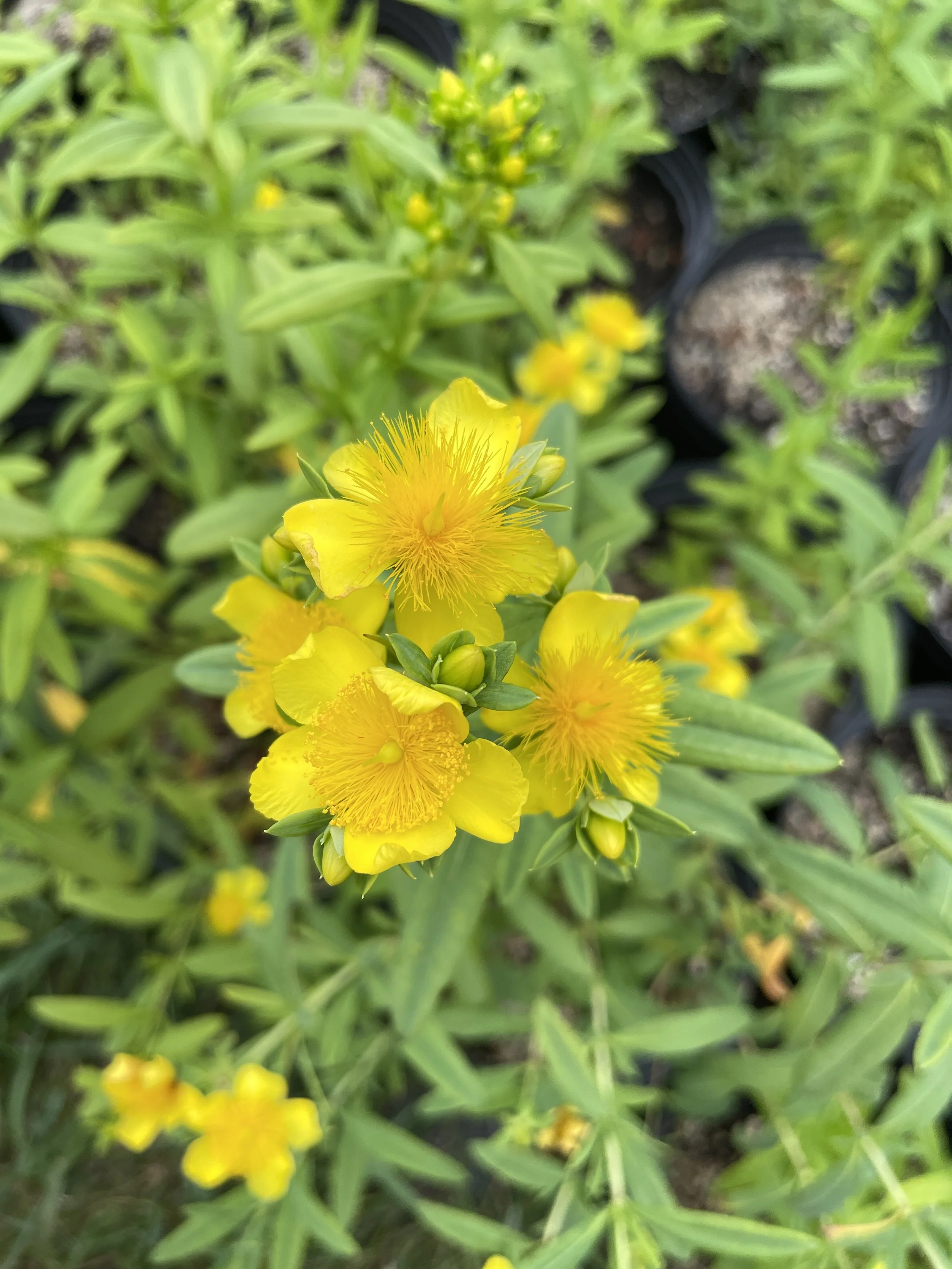 Hypericum prolificum - Shrubby St. John's wort