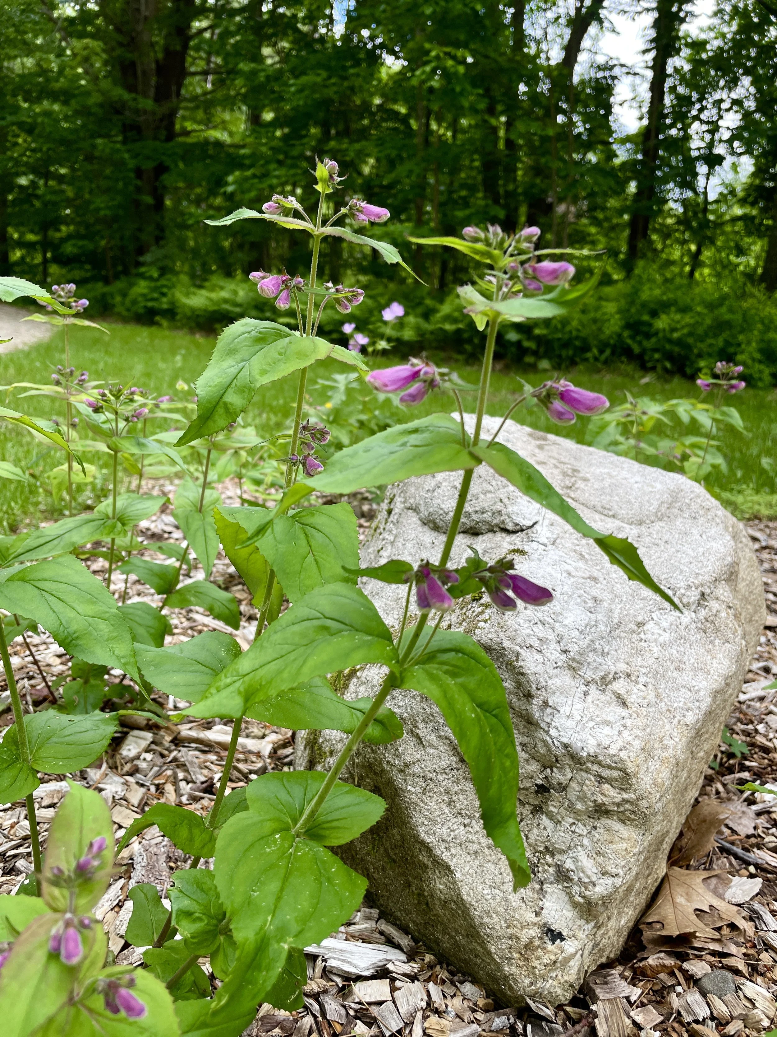 smalls beardtongue.jpg