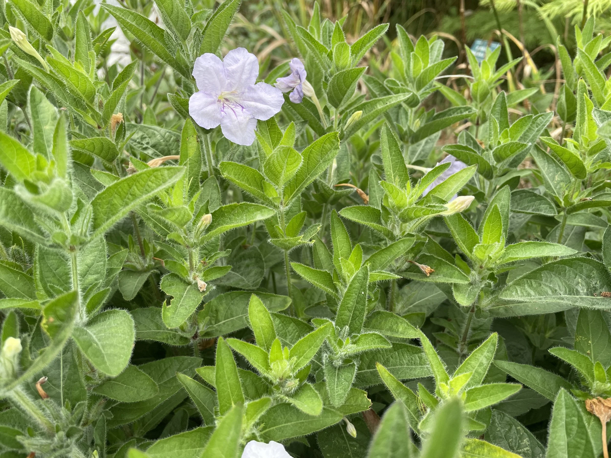 wildpetunia-CMBG-8:14:25-2.JPG