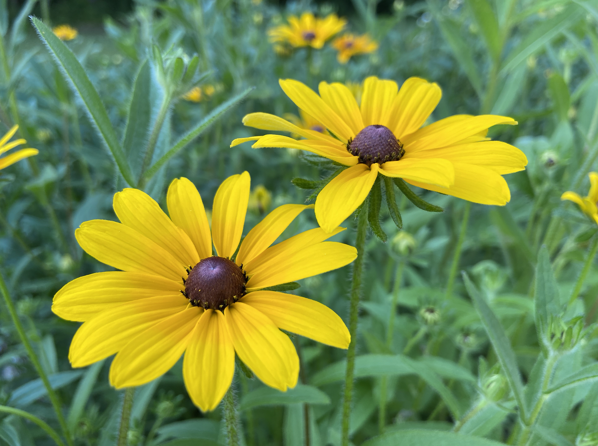 blackeyed coneflower.png