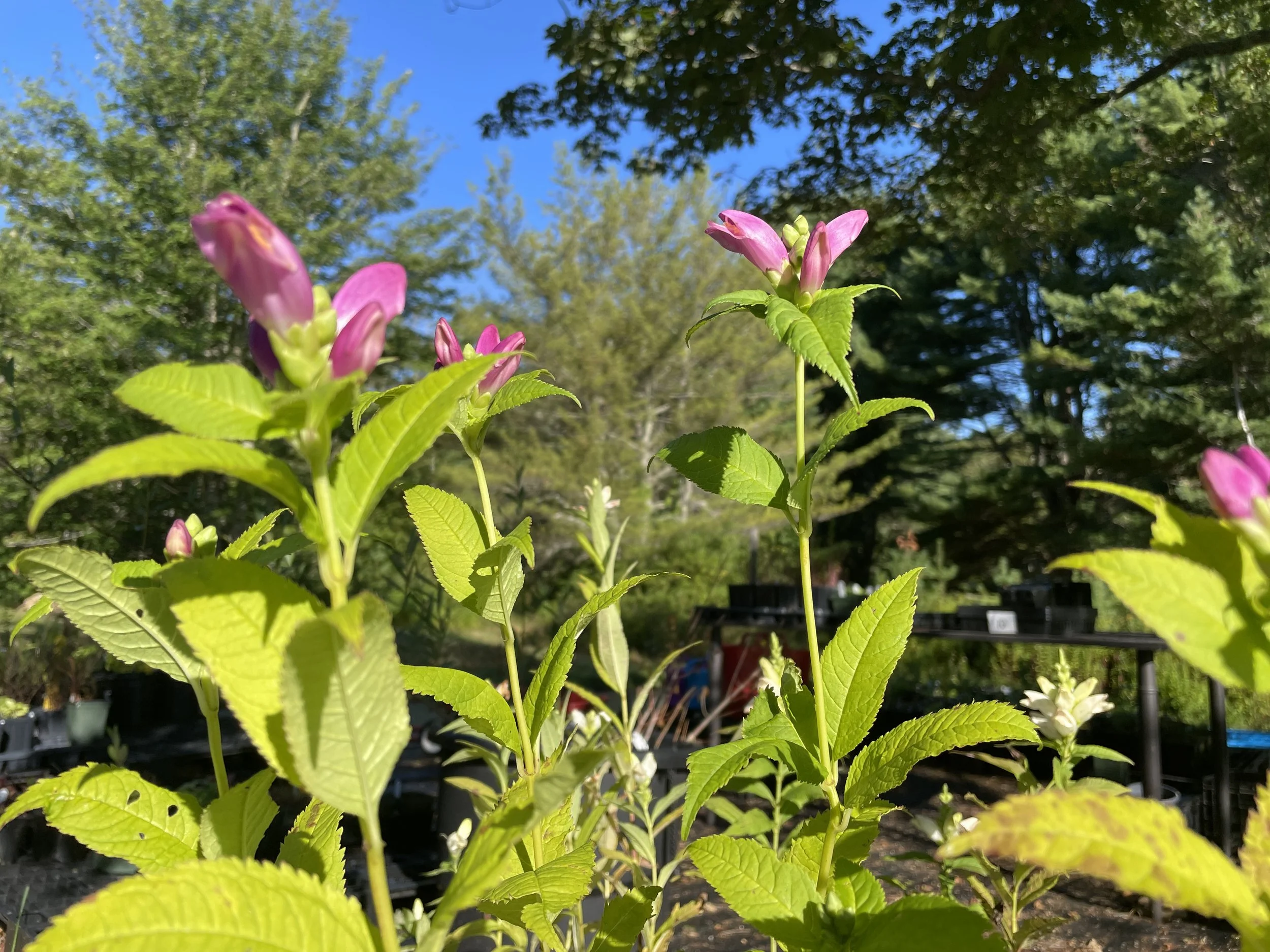 Chelone lyonii1.JPG