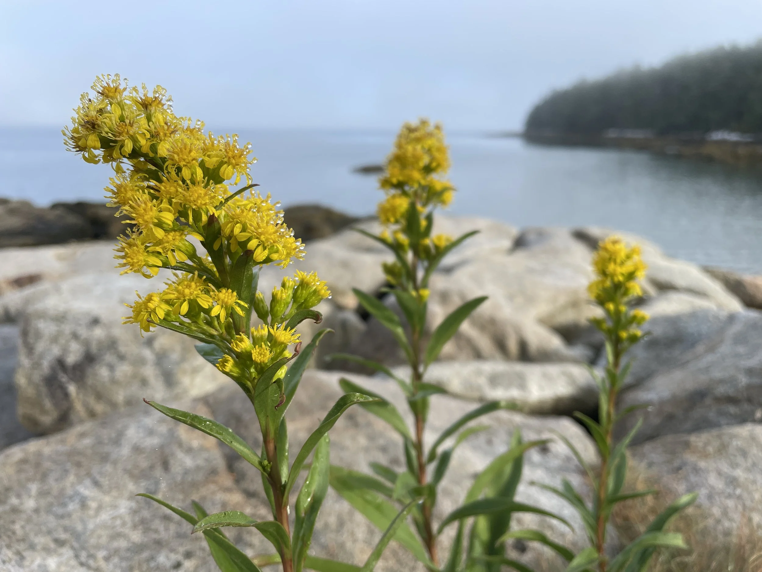 Solidago sempervirens9.JPG