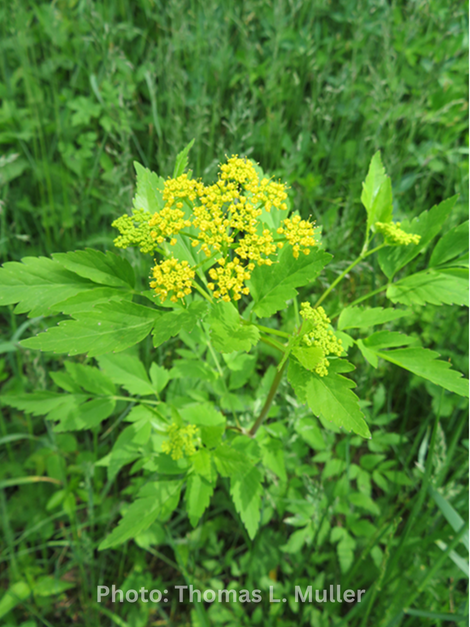 Zizia aurea - Golden alexanders