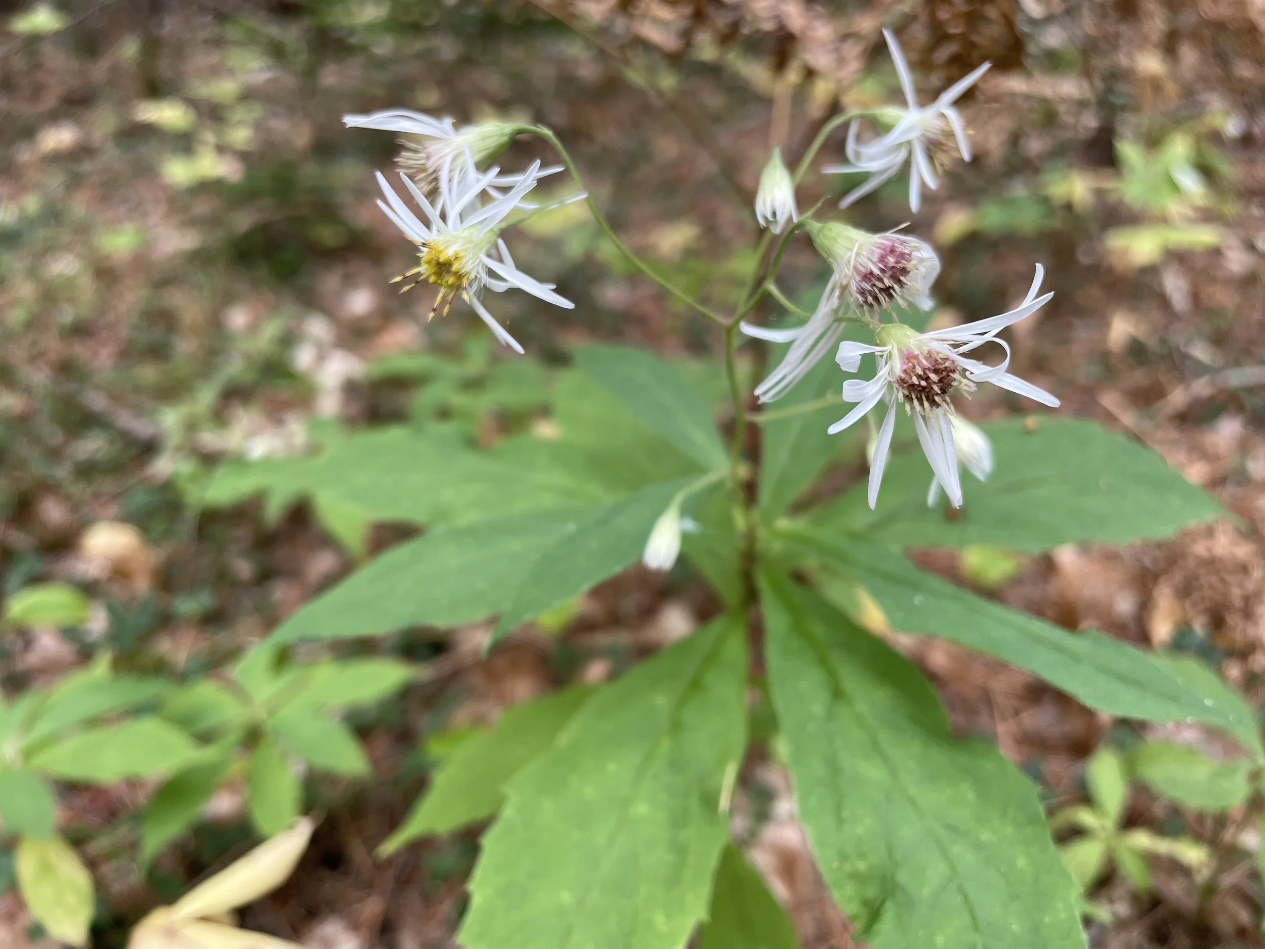 Whorled wood aster5.JPG