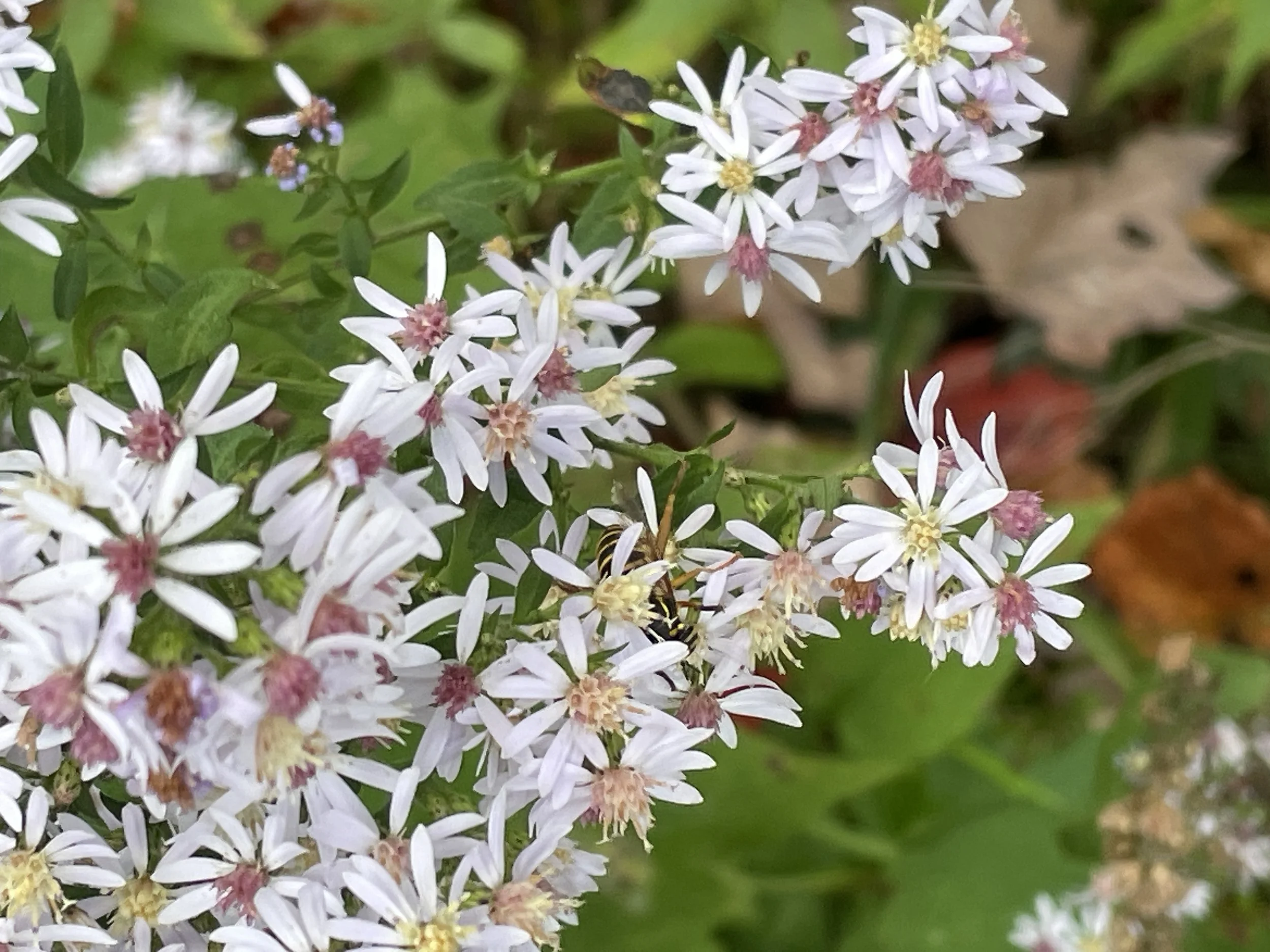 S.cordifolium1.JPG