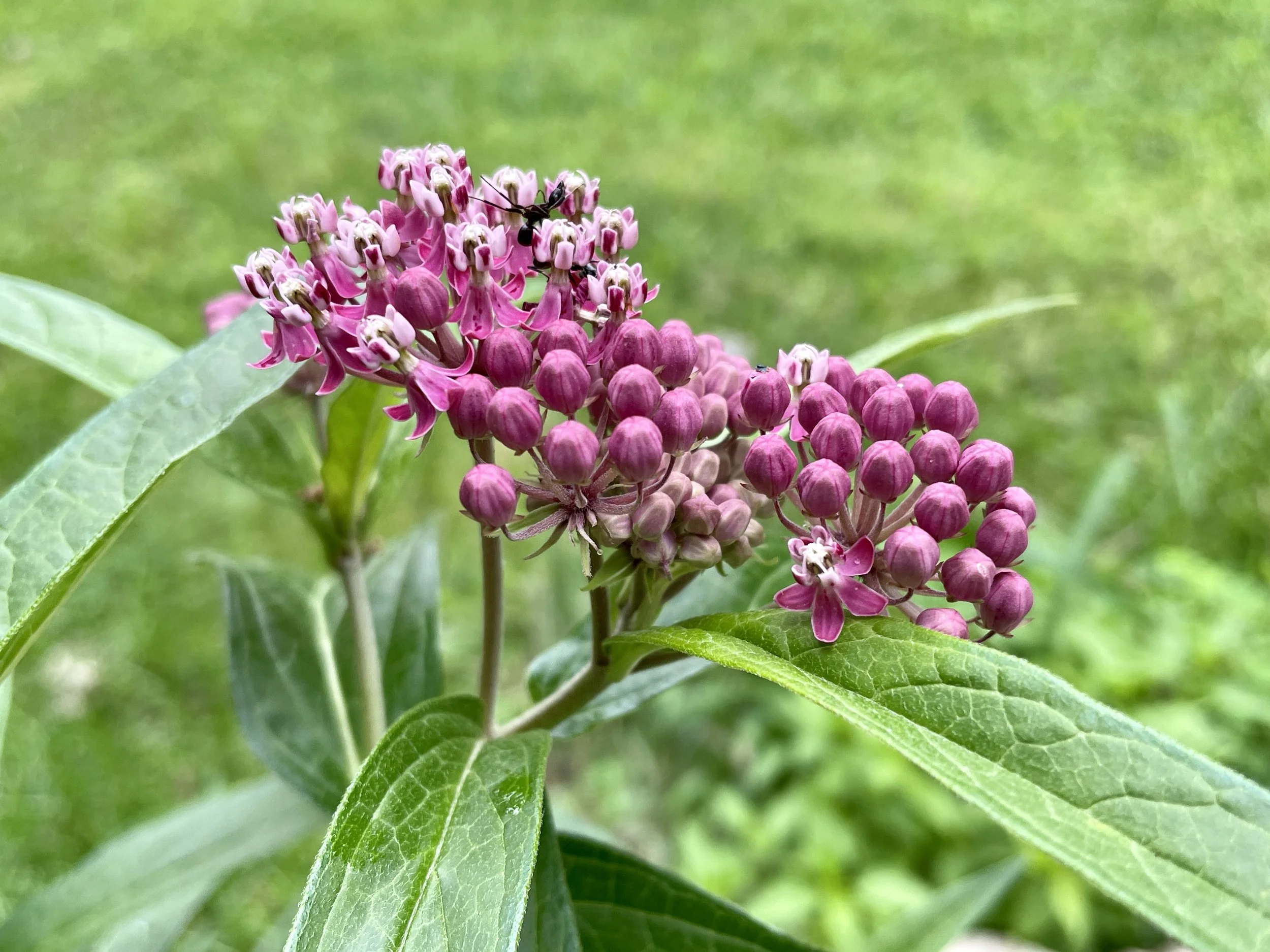 Asclepias incarnata - Swamp milkweed
