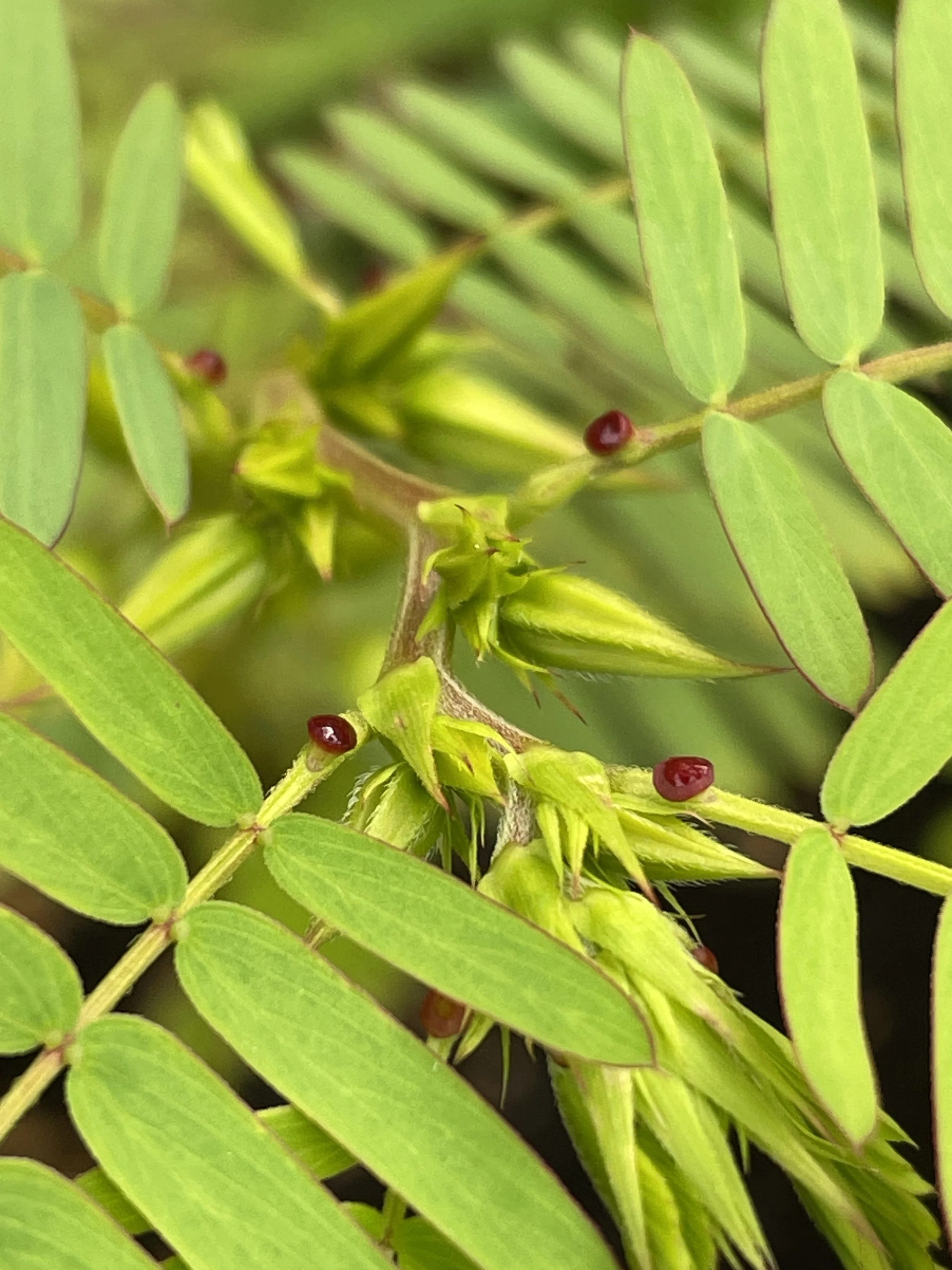 Partridge pea.JPG