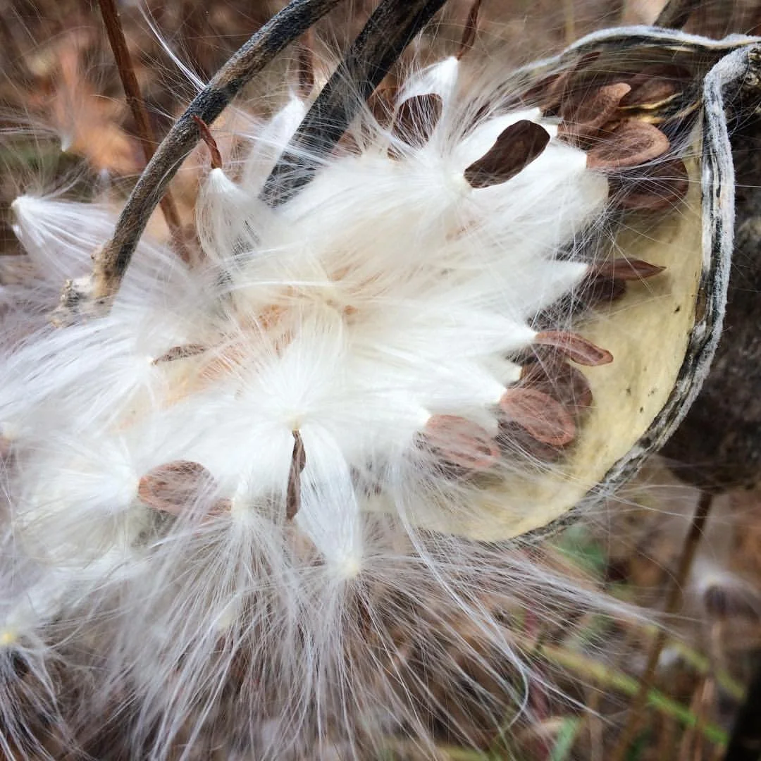 milkweedseeds.jpg