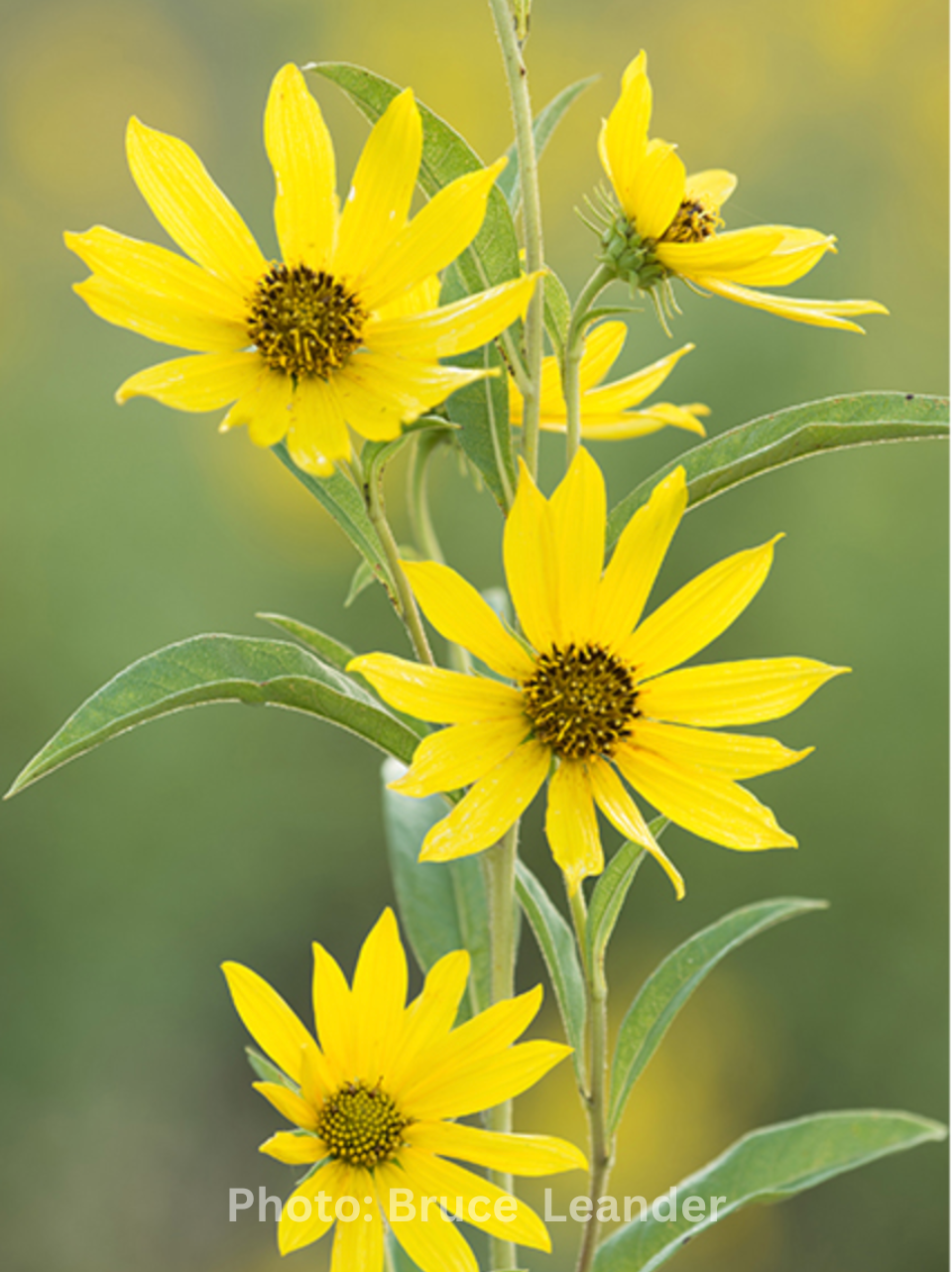 Helianthus maximiliani - Maximilian's sunflower