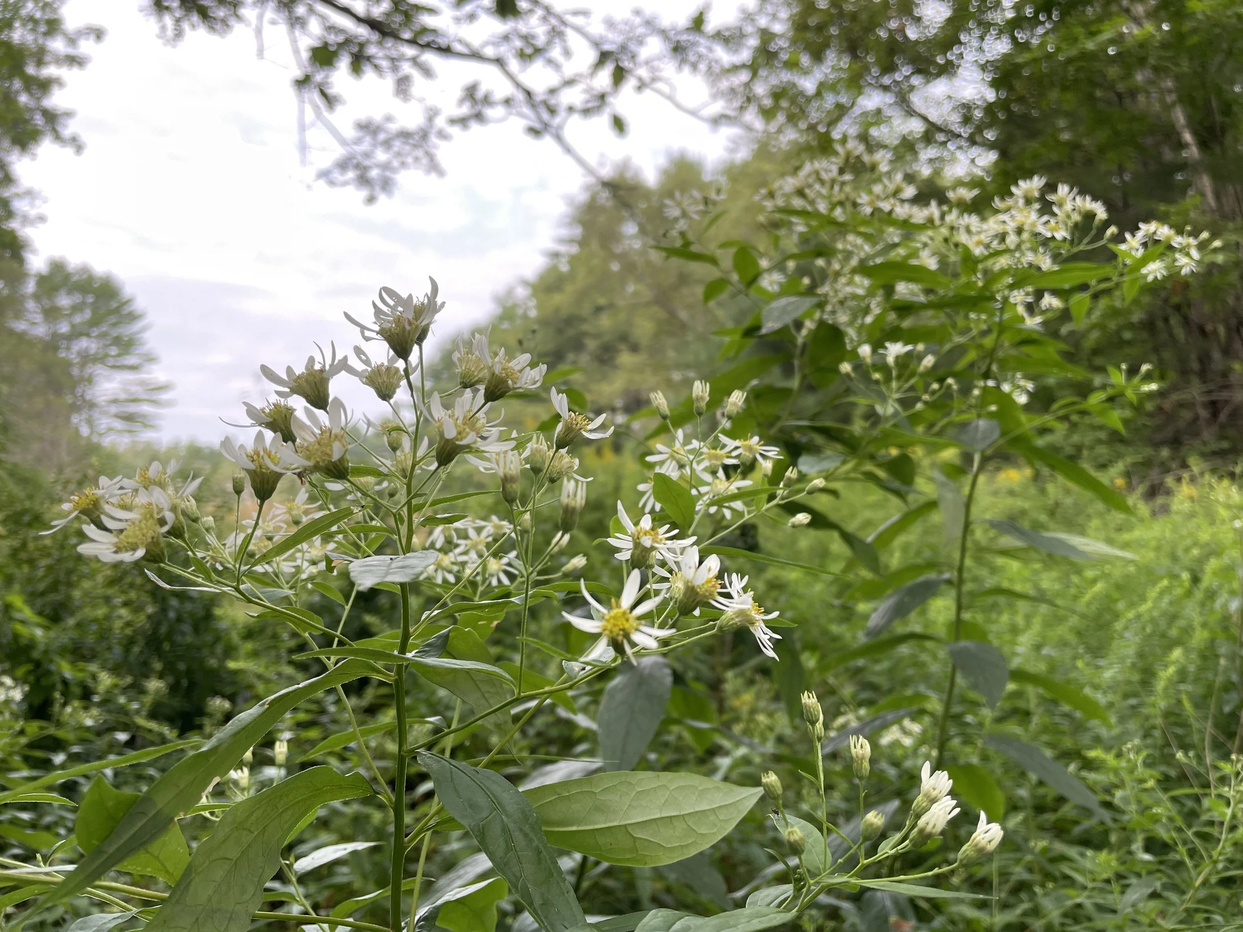 Doellingeria umbellata9.JPG