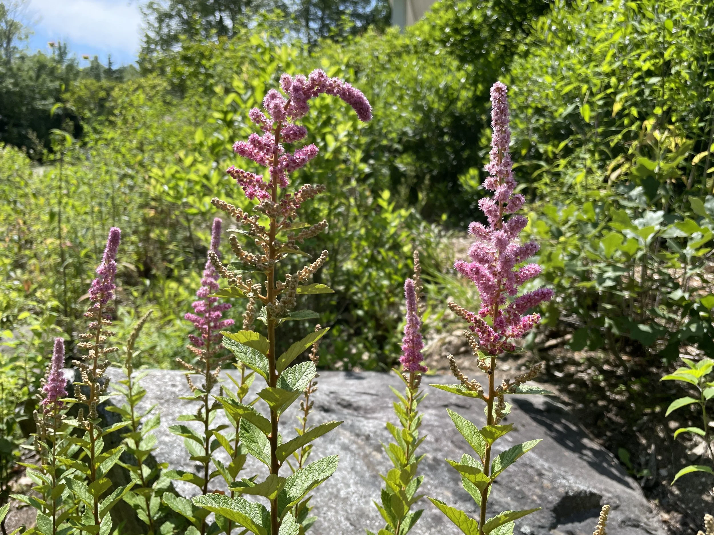 steeplebush 7:19:25-1.JPG