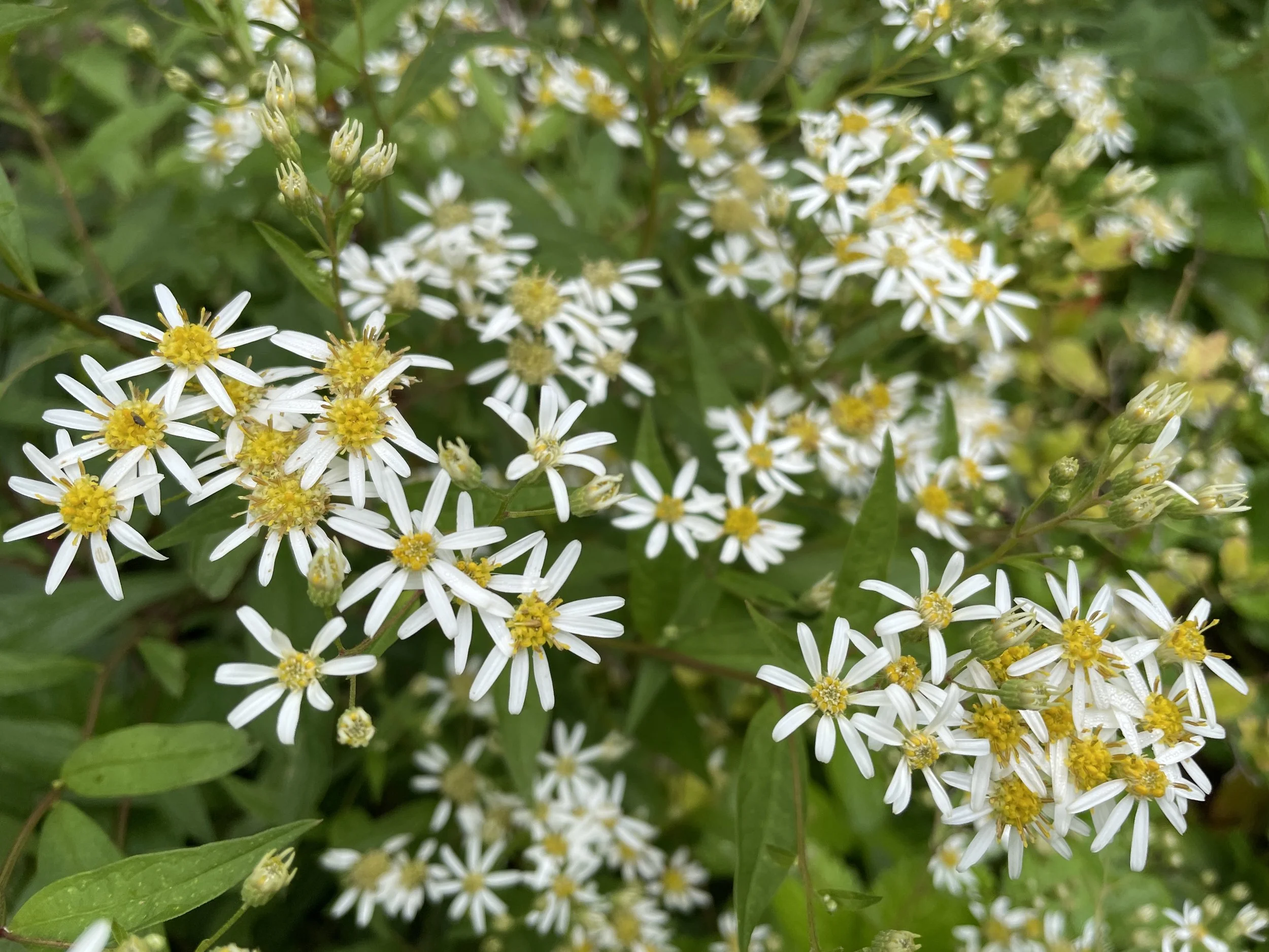 Doellingeria umbellata - Tall white aster