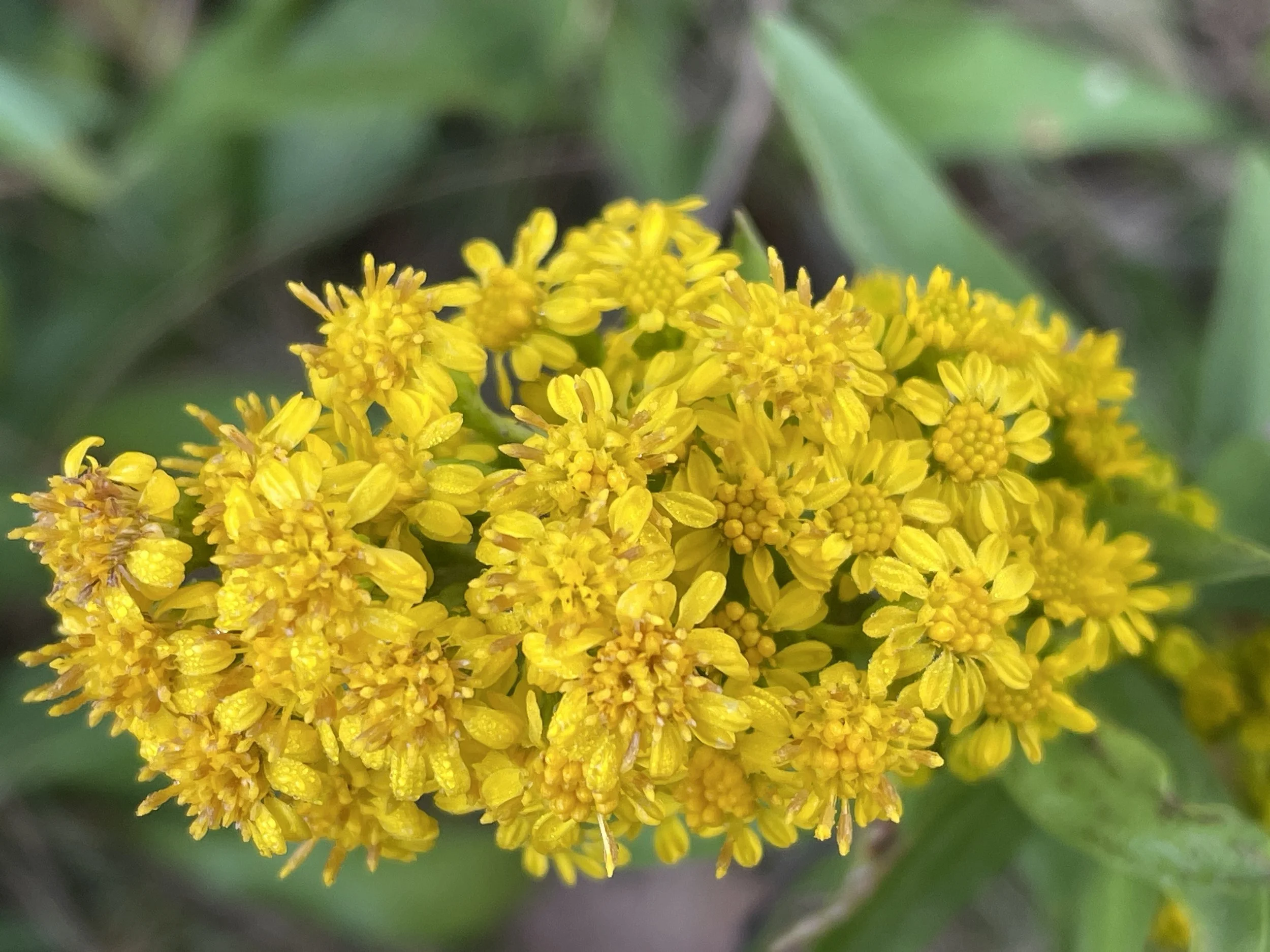 Solidago sempervirens3.JPG