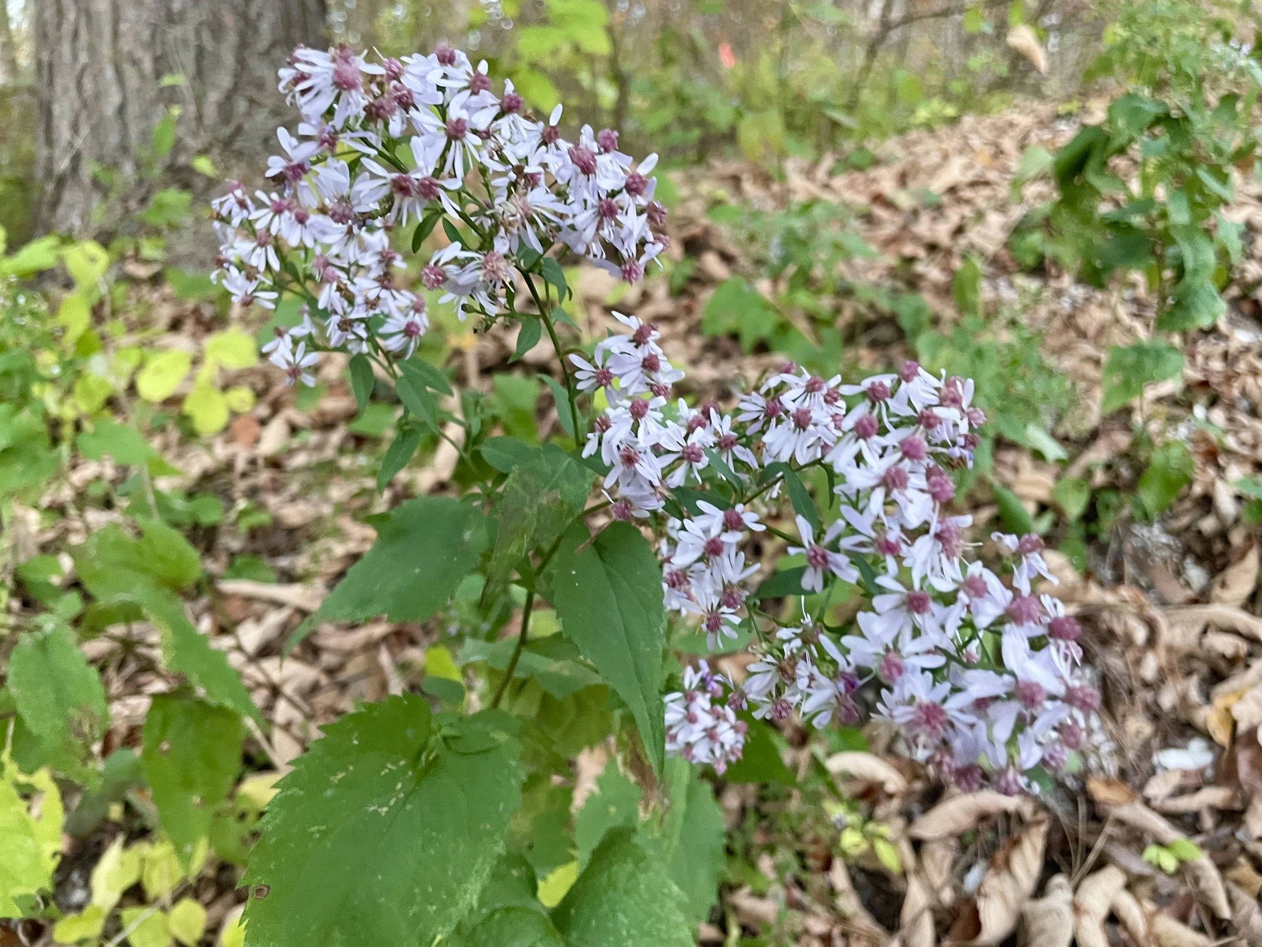 blue wood aster3.jpg