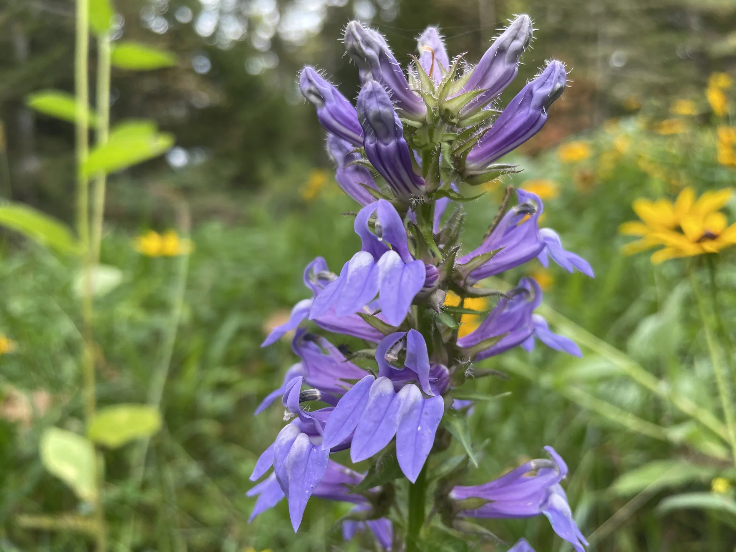 Lobelia siphilitica - Blue lobelia