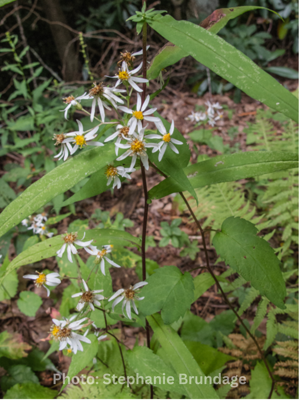 Eurybia divarica - White wood aster