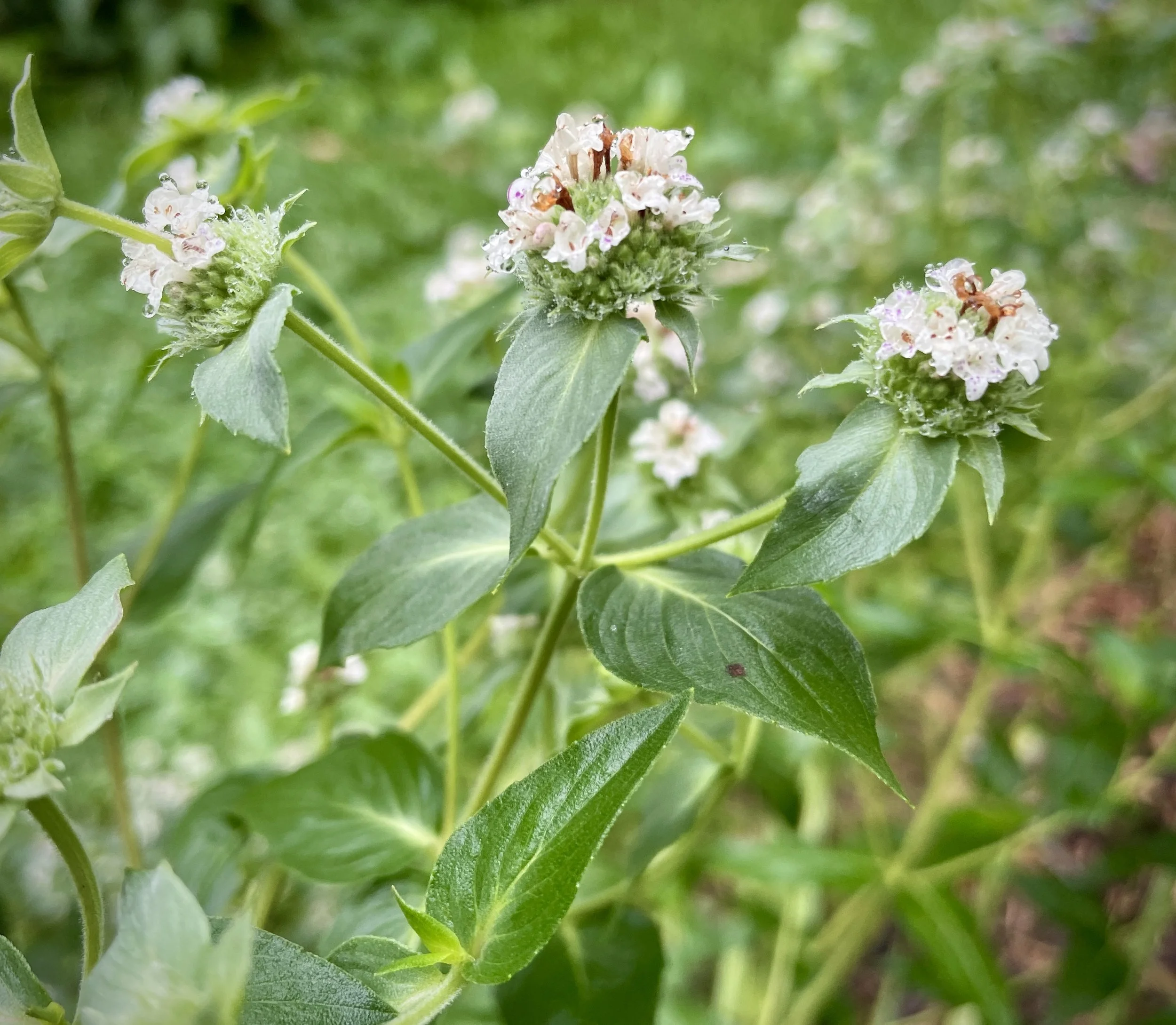 broadleafmtnmint.jpg