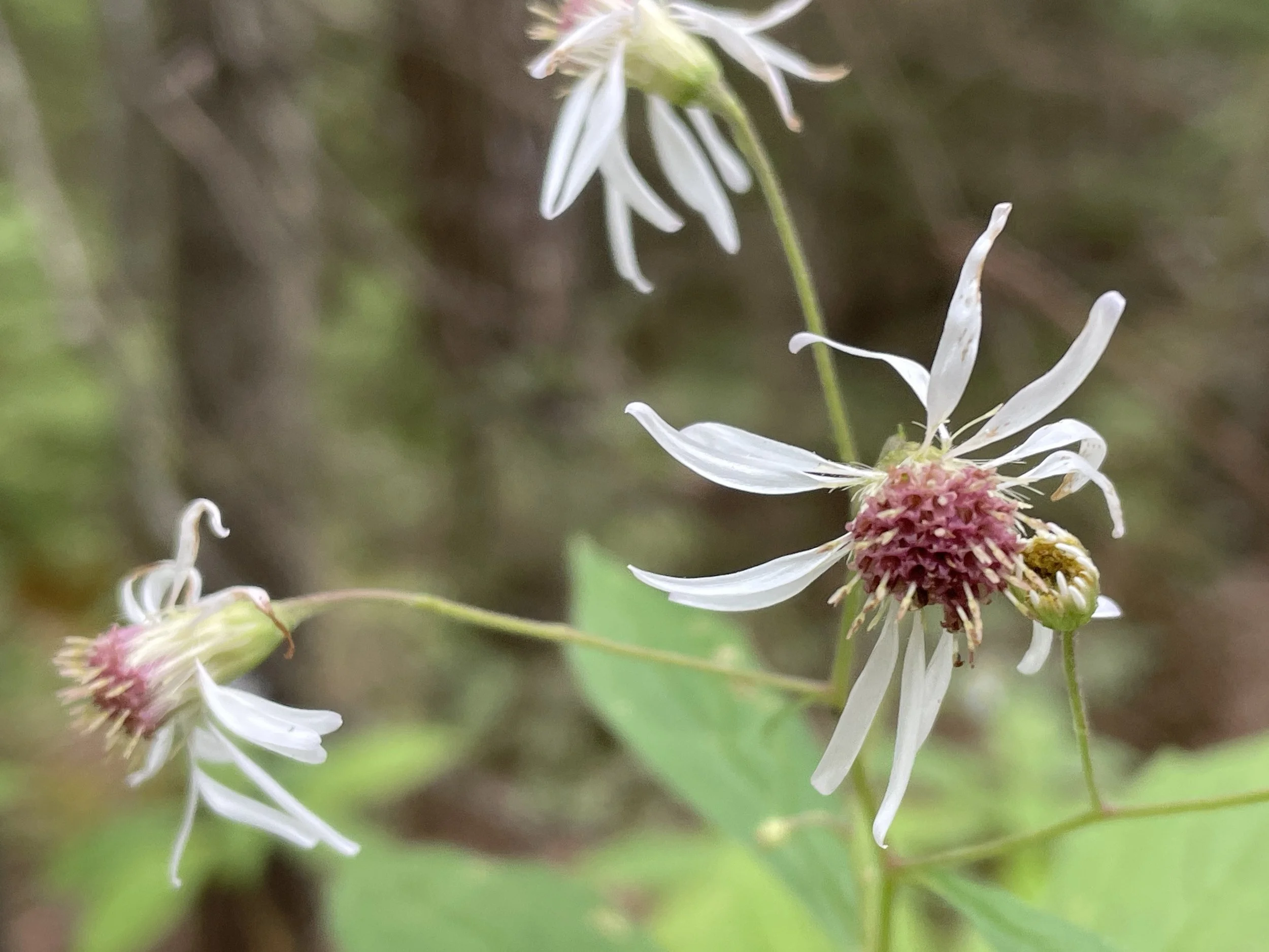 Whorled wood aster1.JPG