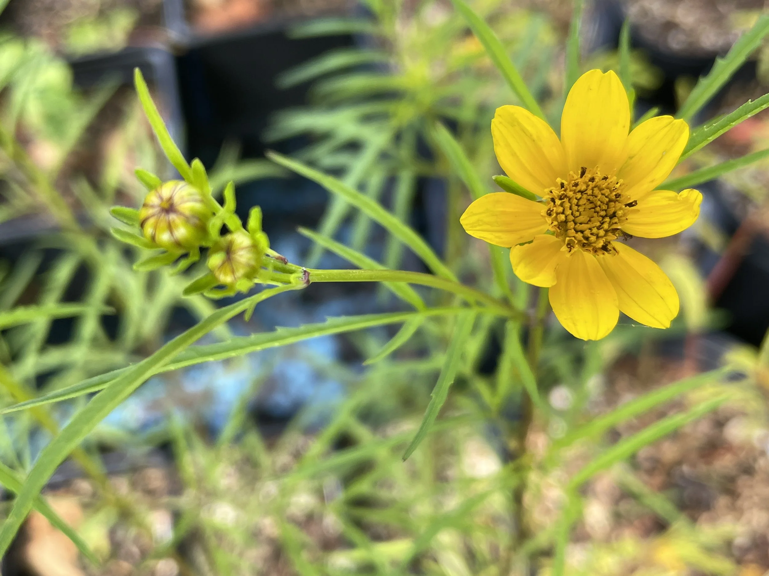 Crowned beggarticks 8:19:26-2.JPG
