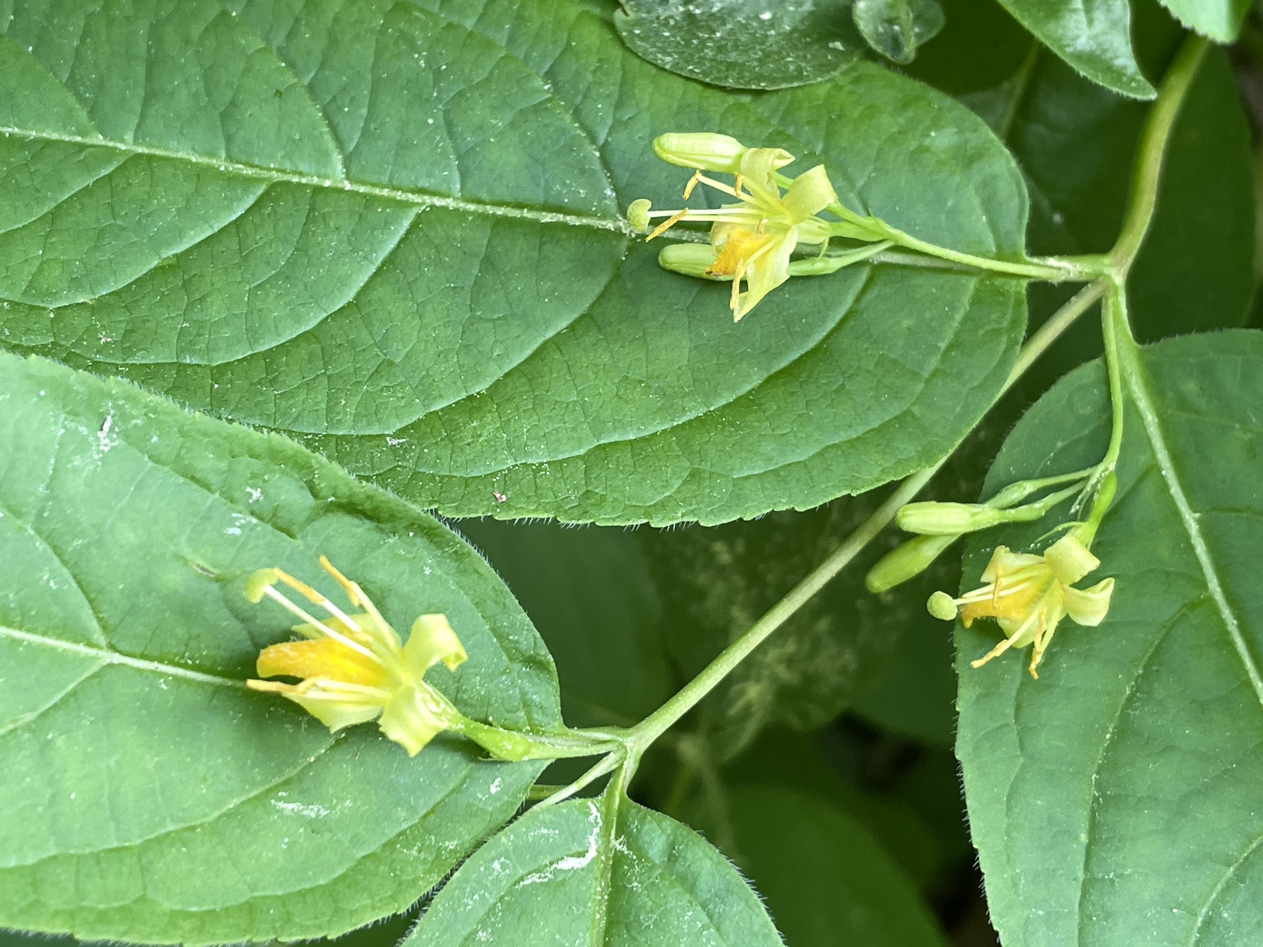 diervilla lonicera 5:21:26.JPG