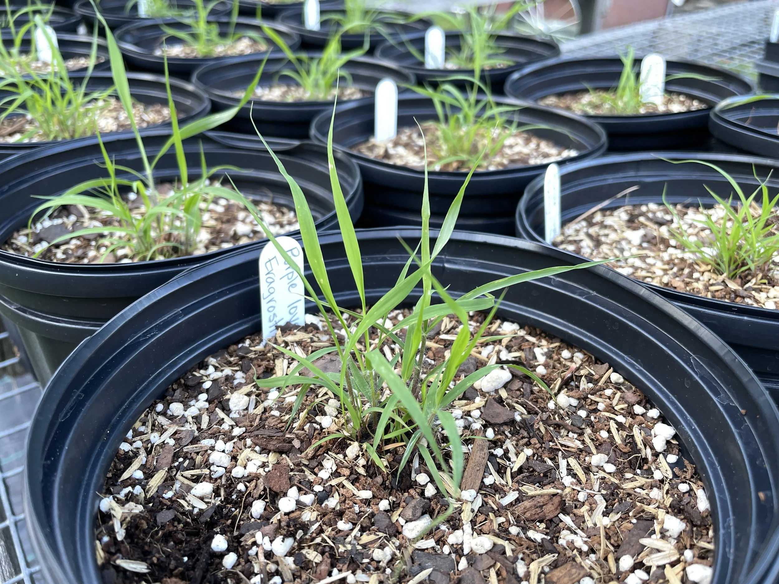 Eragrostis spectabilis - Purple love grass 7:19:26.JPG