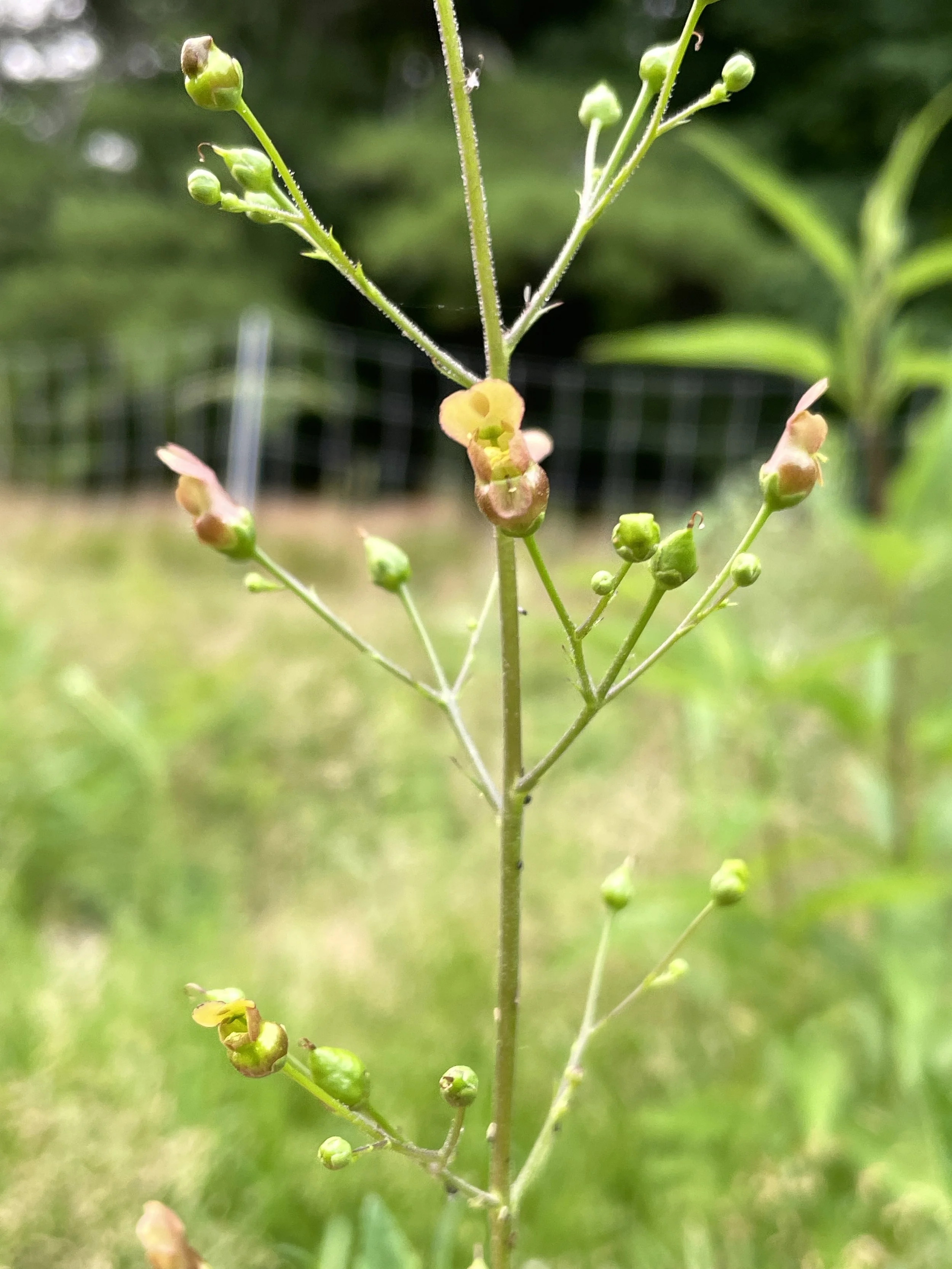 Scrophularia lanceolata 7:14:26-1.JPG