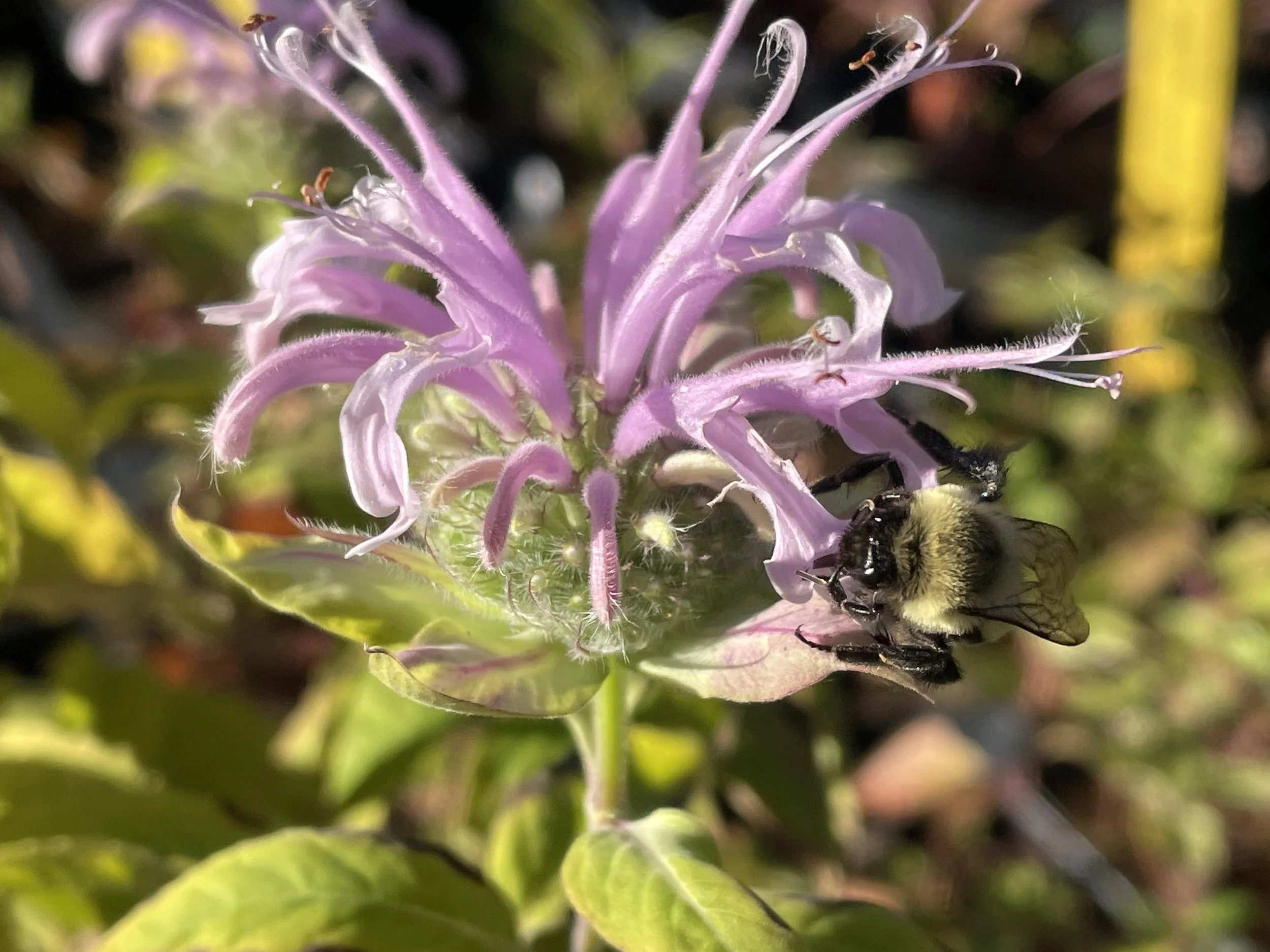 monarda fistulosa and bee1.JPG