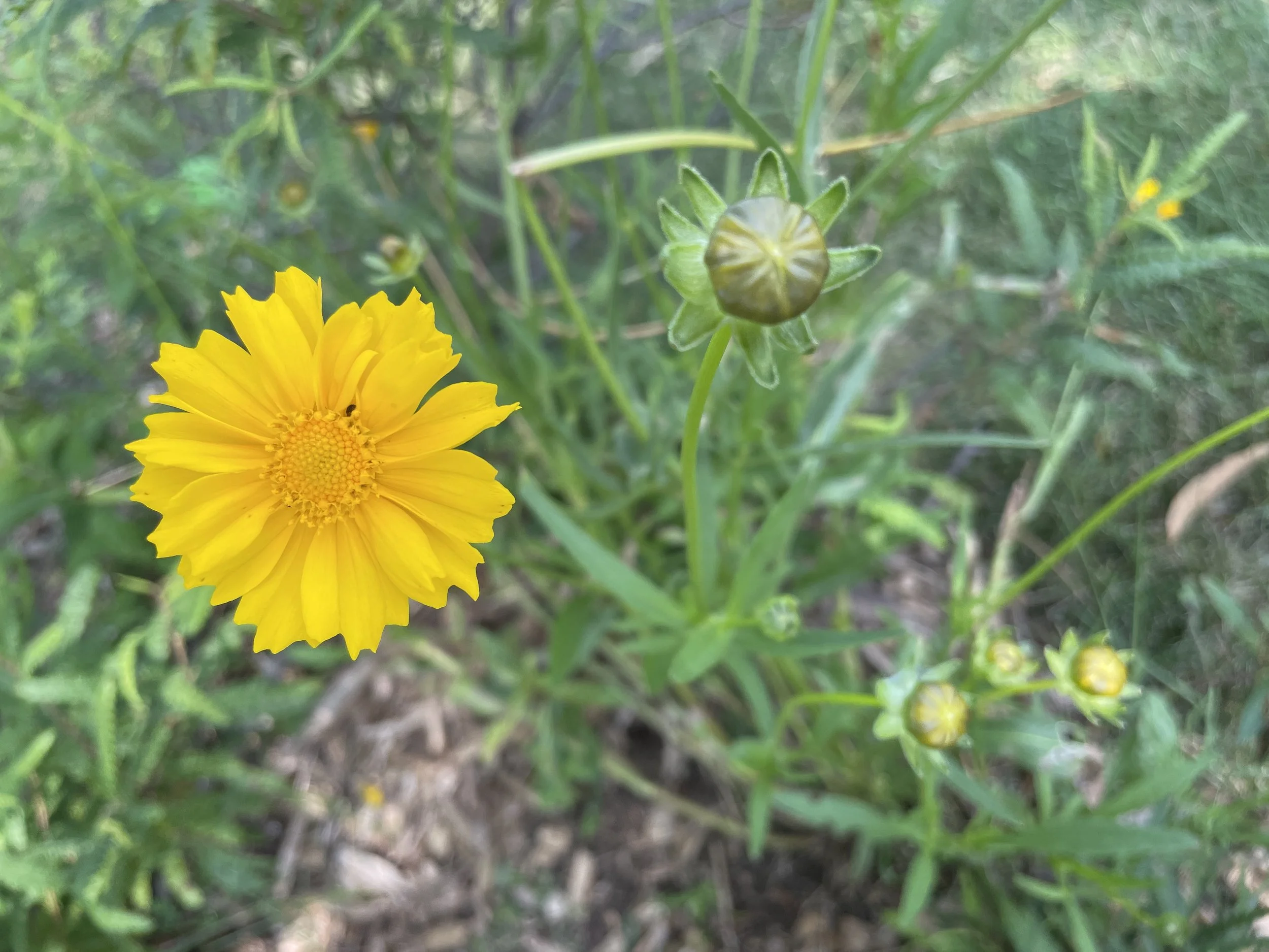 lanceleafcoreopsis3.jpg