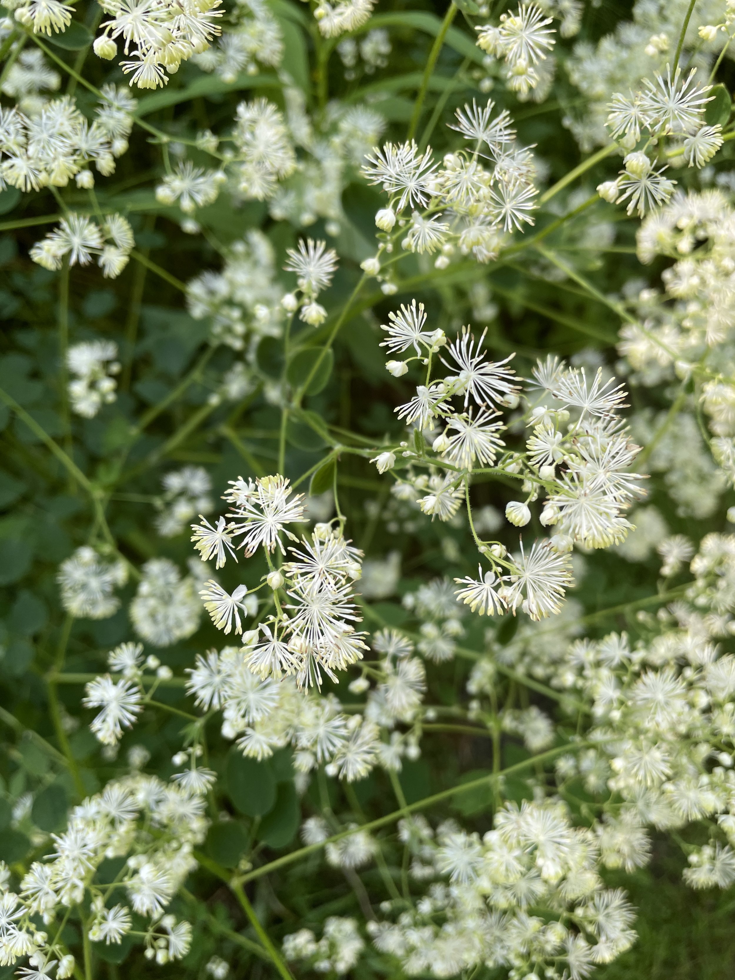 tall meadow rue.JPG