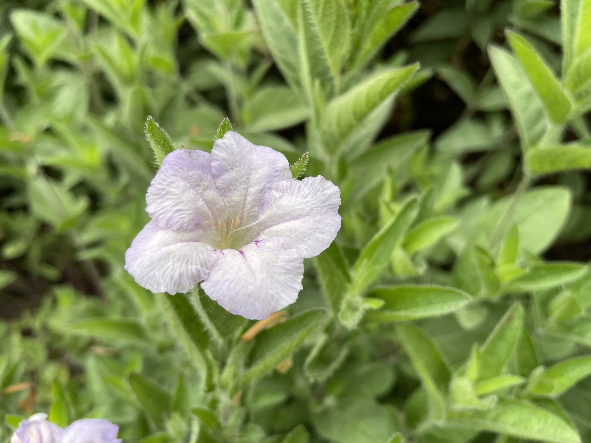 wildpetunia-CMBG-8:14:25.JPG