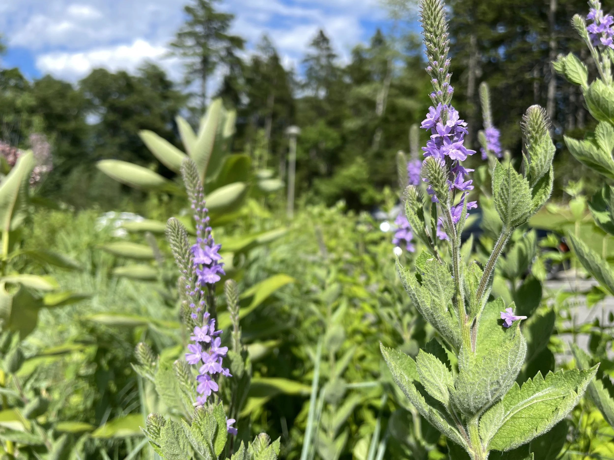 verbena stricta 7:11:26.JPG