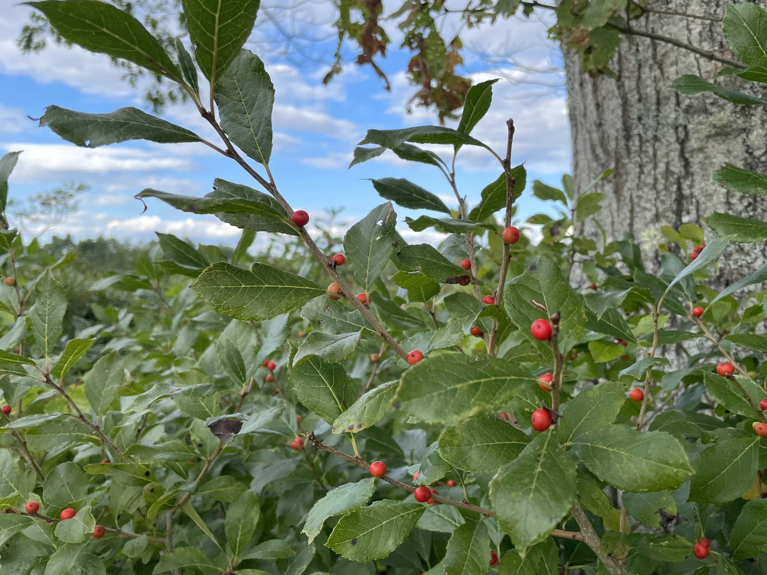 winterberryholly-9:11:25-2.JPG
