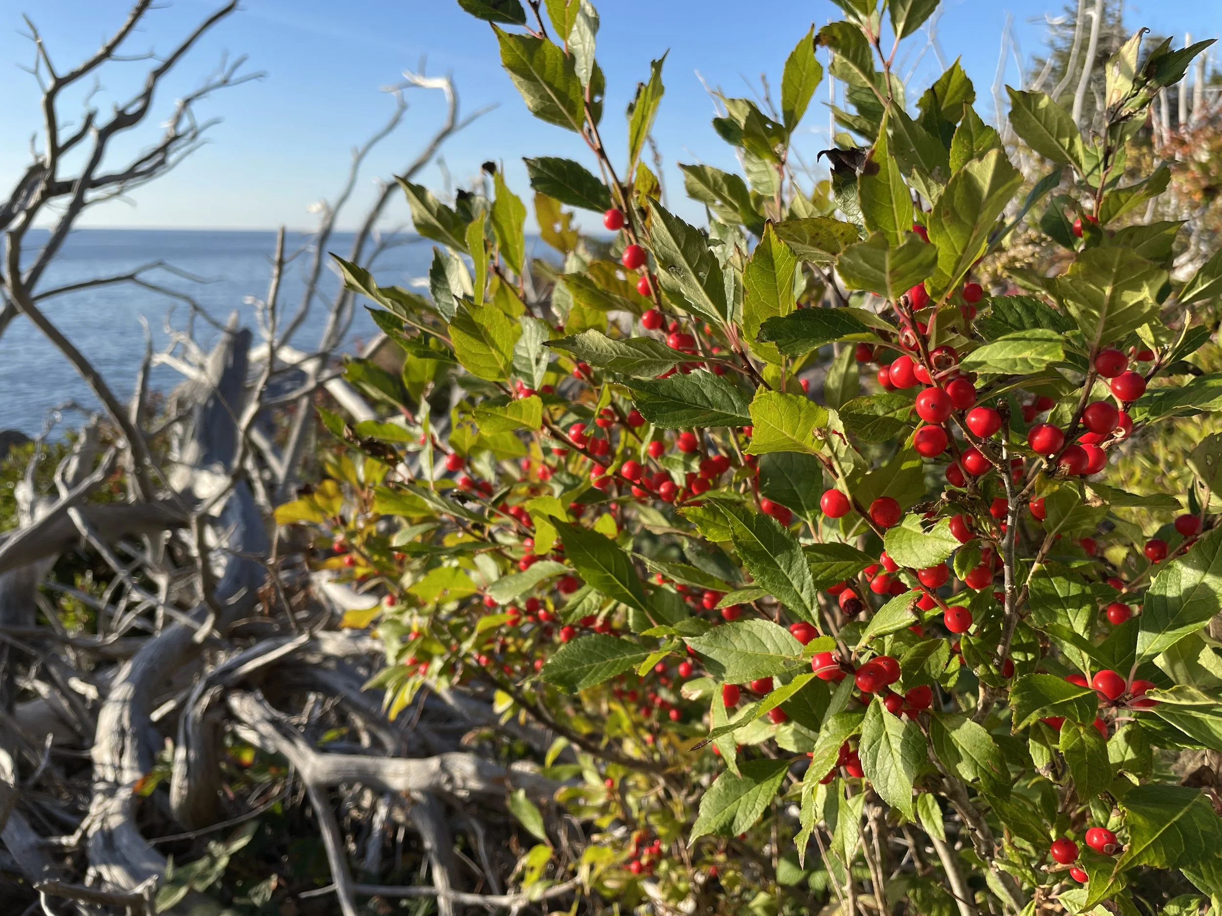 winterberry holly1.JPG