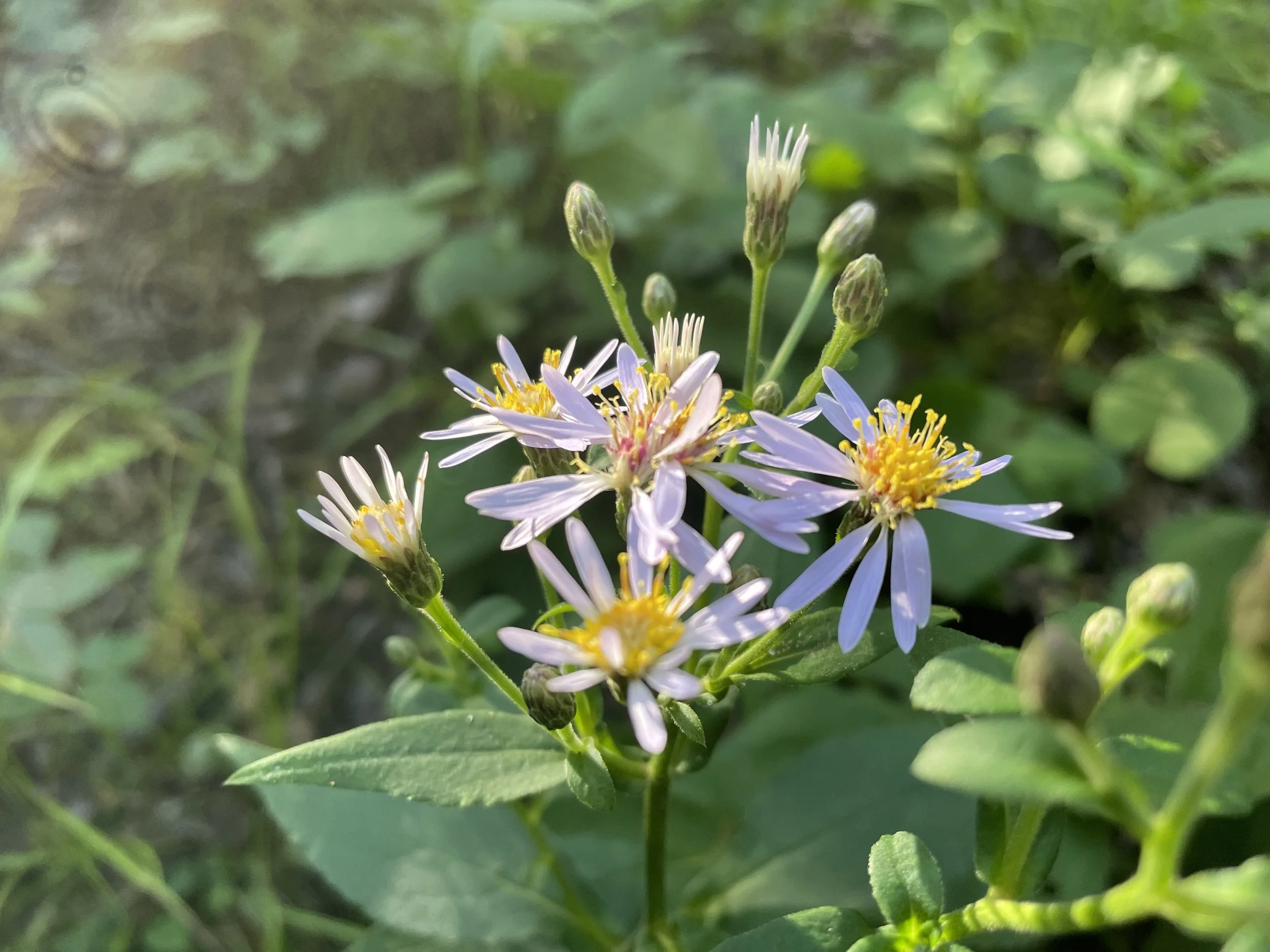 Eurybia macrophylla - Large-leaved wood aster