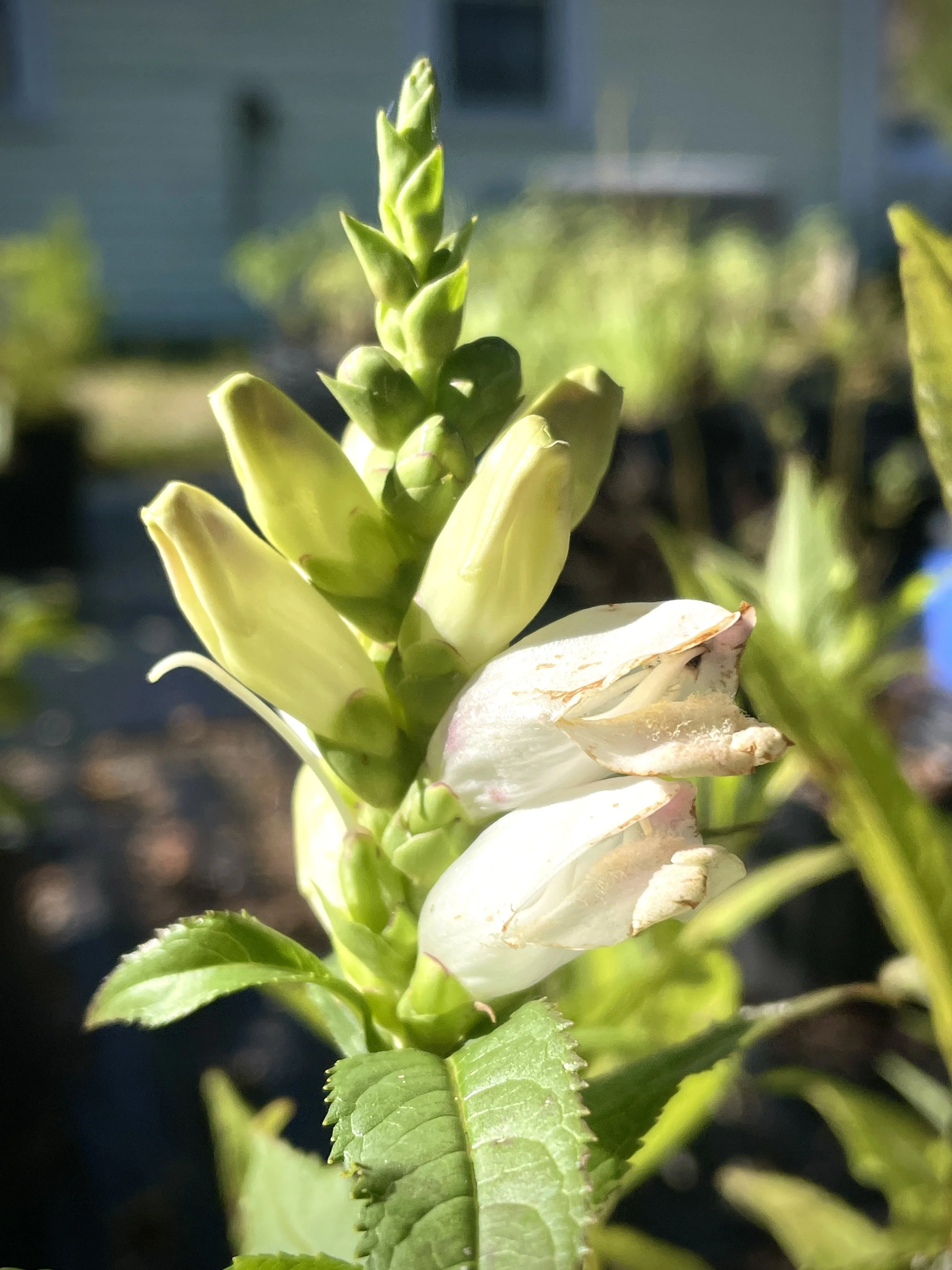white turtlehead 8:28:25 - 1.jpg