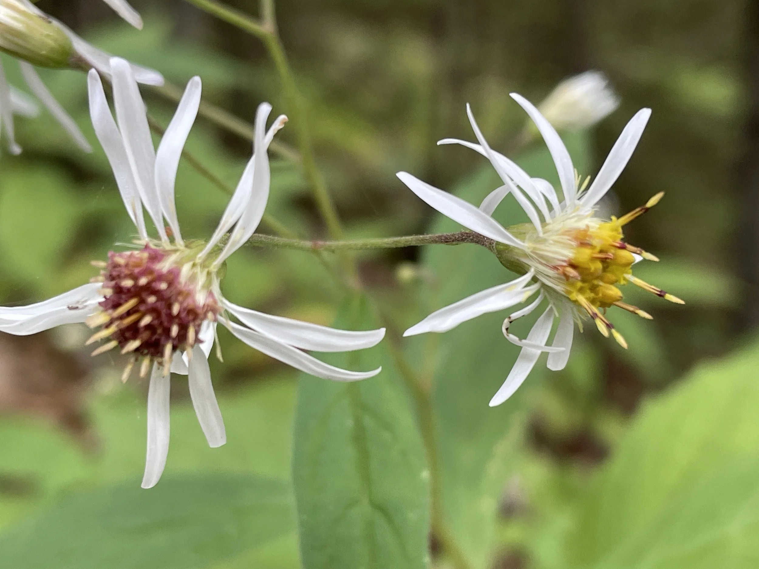 Whorled wood aster.JPG