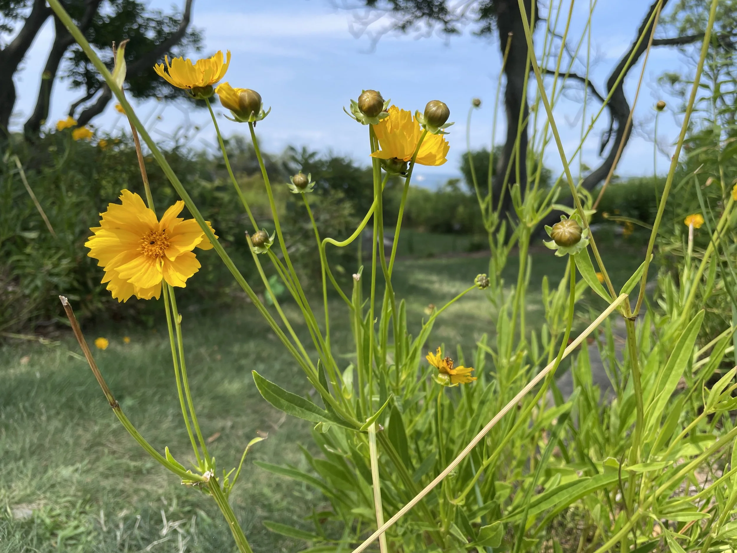 lanceleafcoreopsis1.JPG