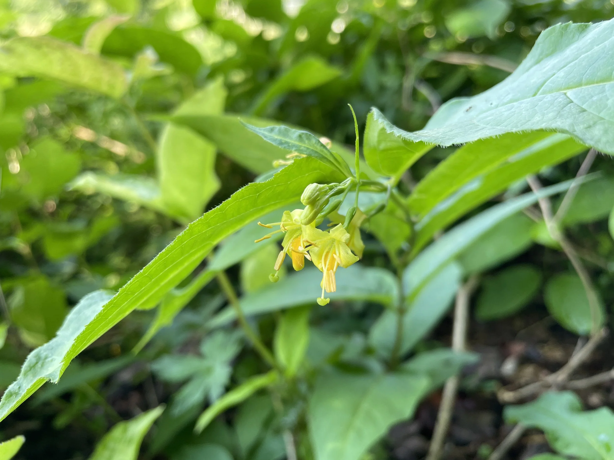 bushhoneysuckle3.JPG