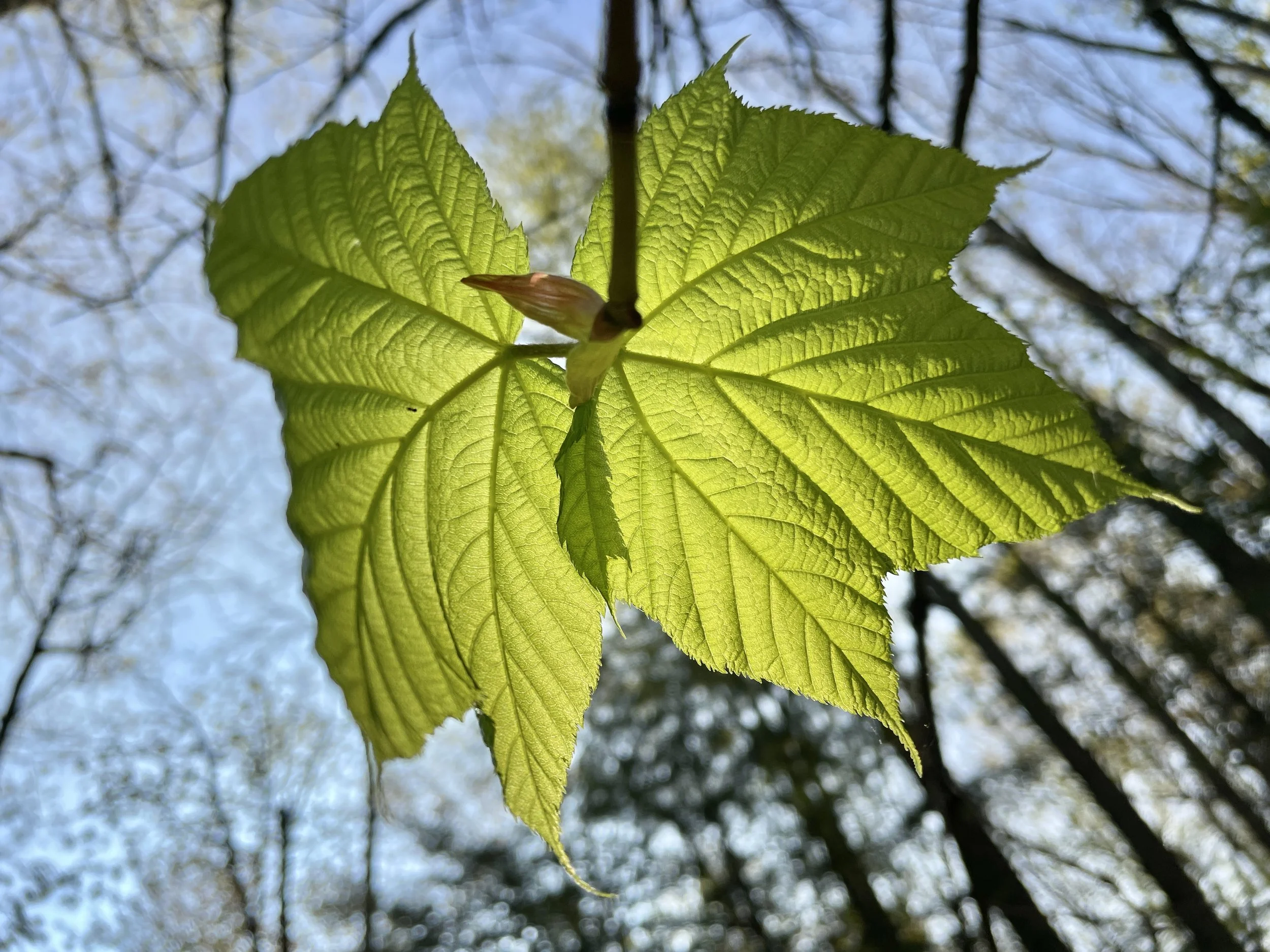 acer pensylvanicum1.jpg