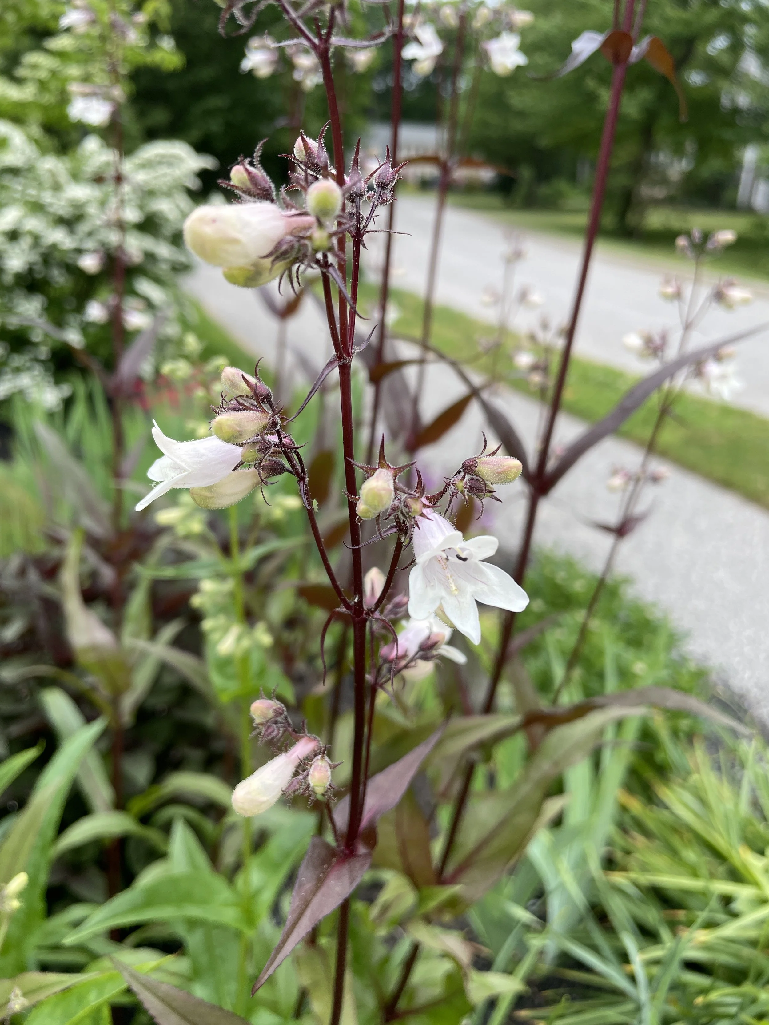 p.digitalis2.JPG