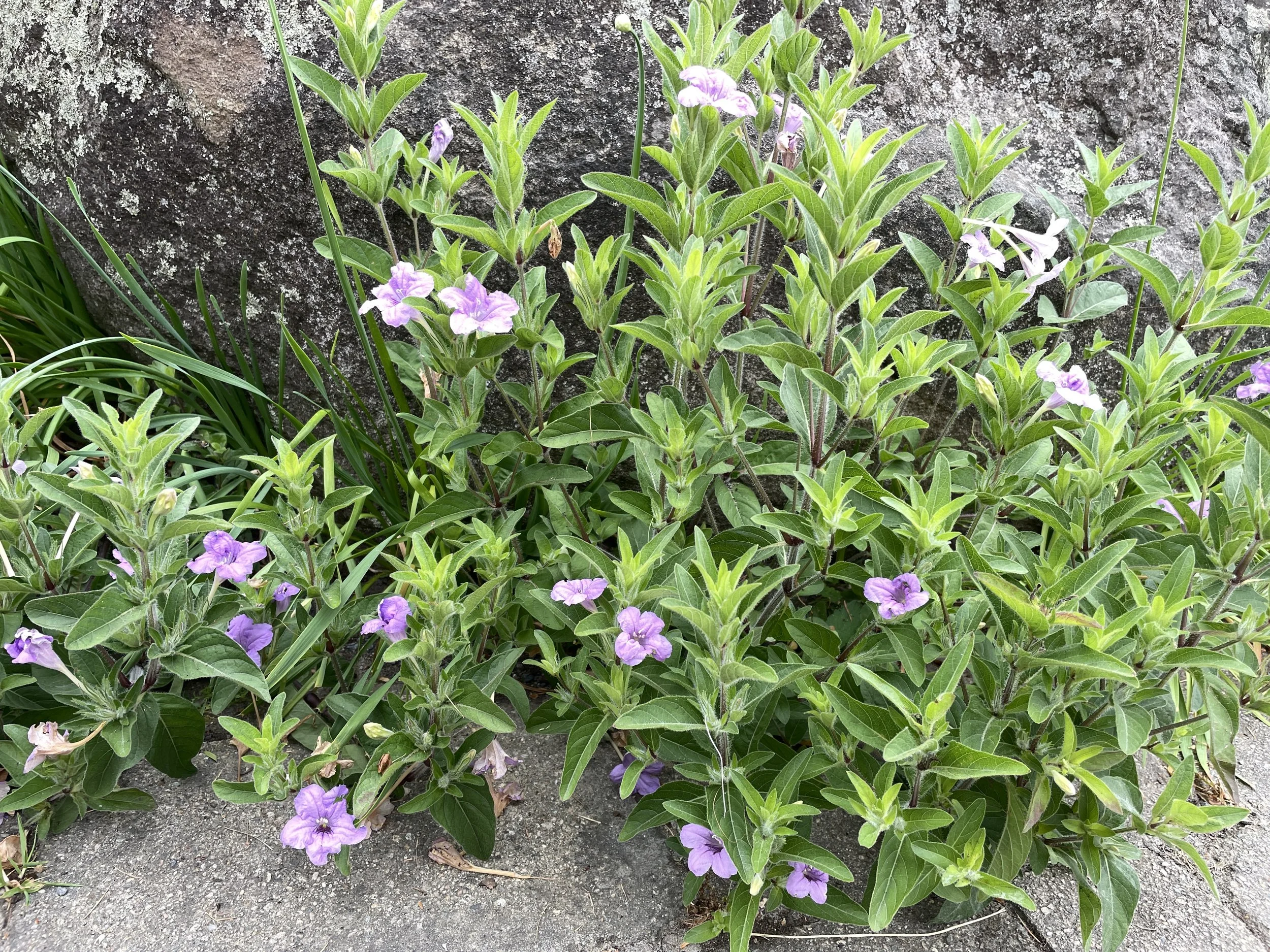 Ruellia humilis 7:18:26.JPG