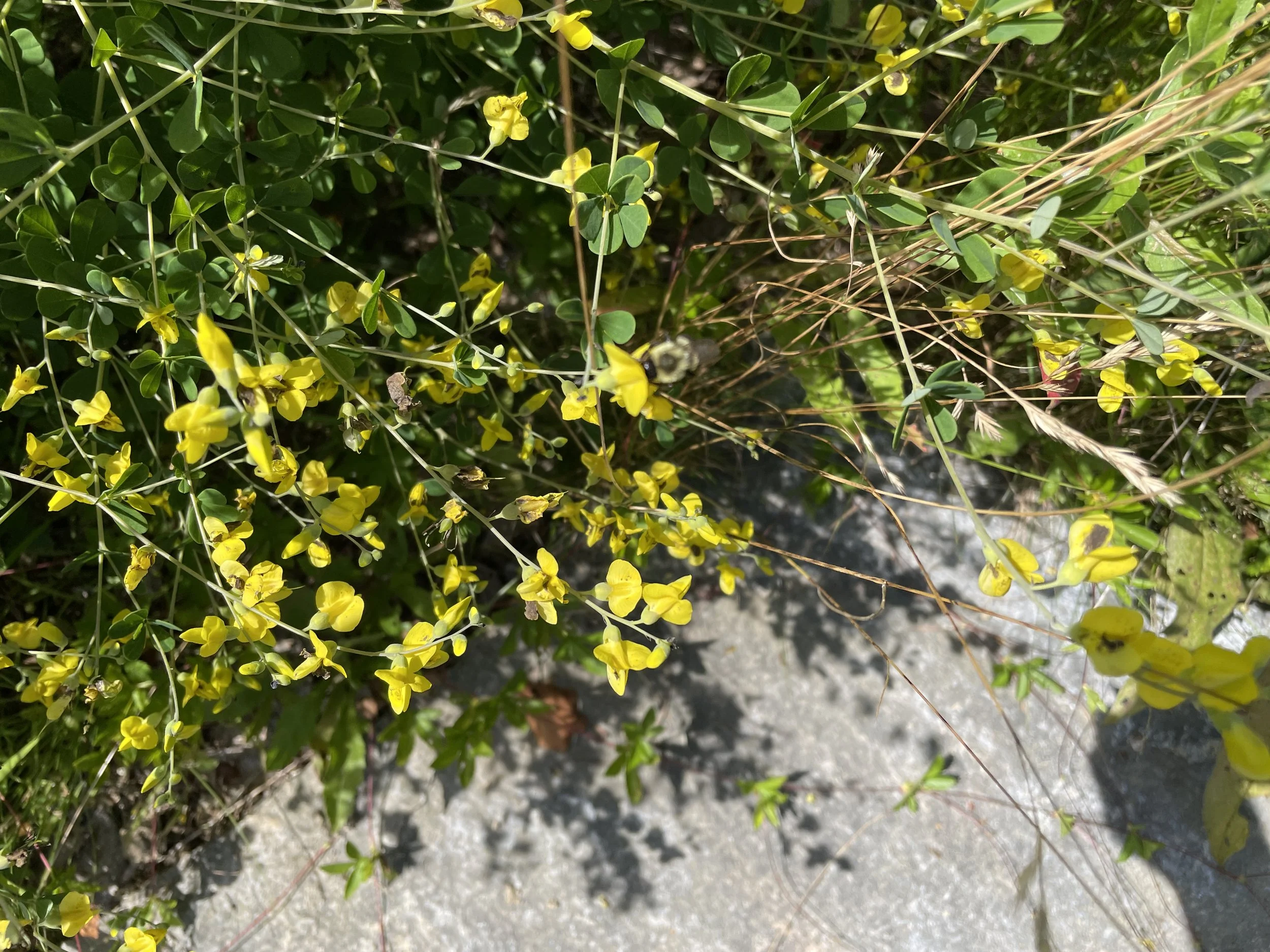 yellowwildindigo-NGBH-7:19:25-3.JPG