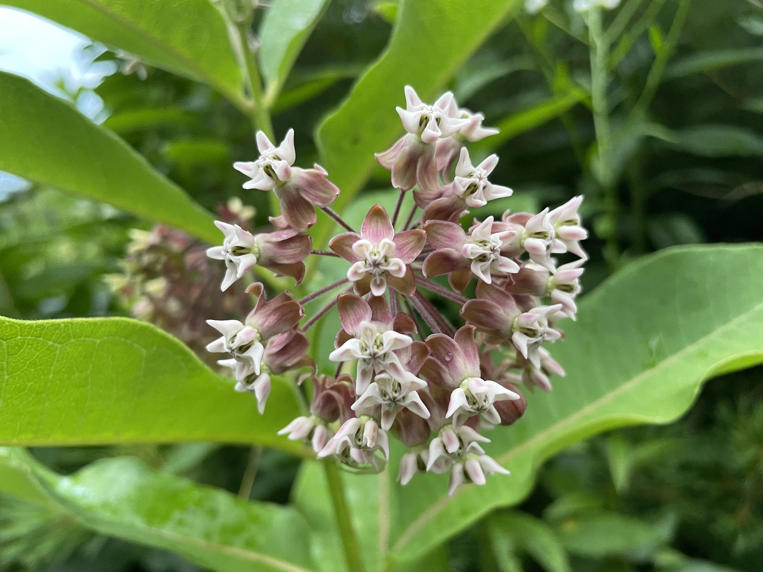 Asclepias syriaca - Common milkweed