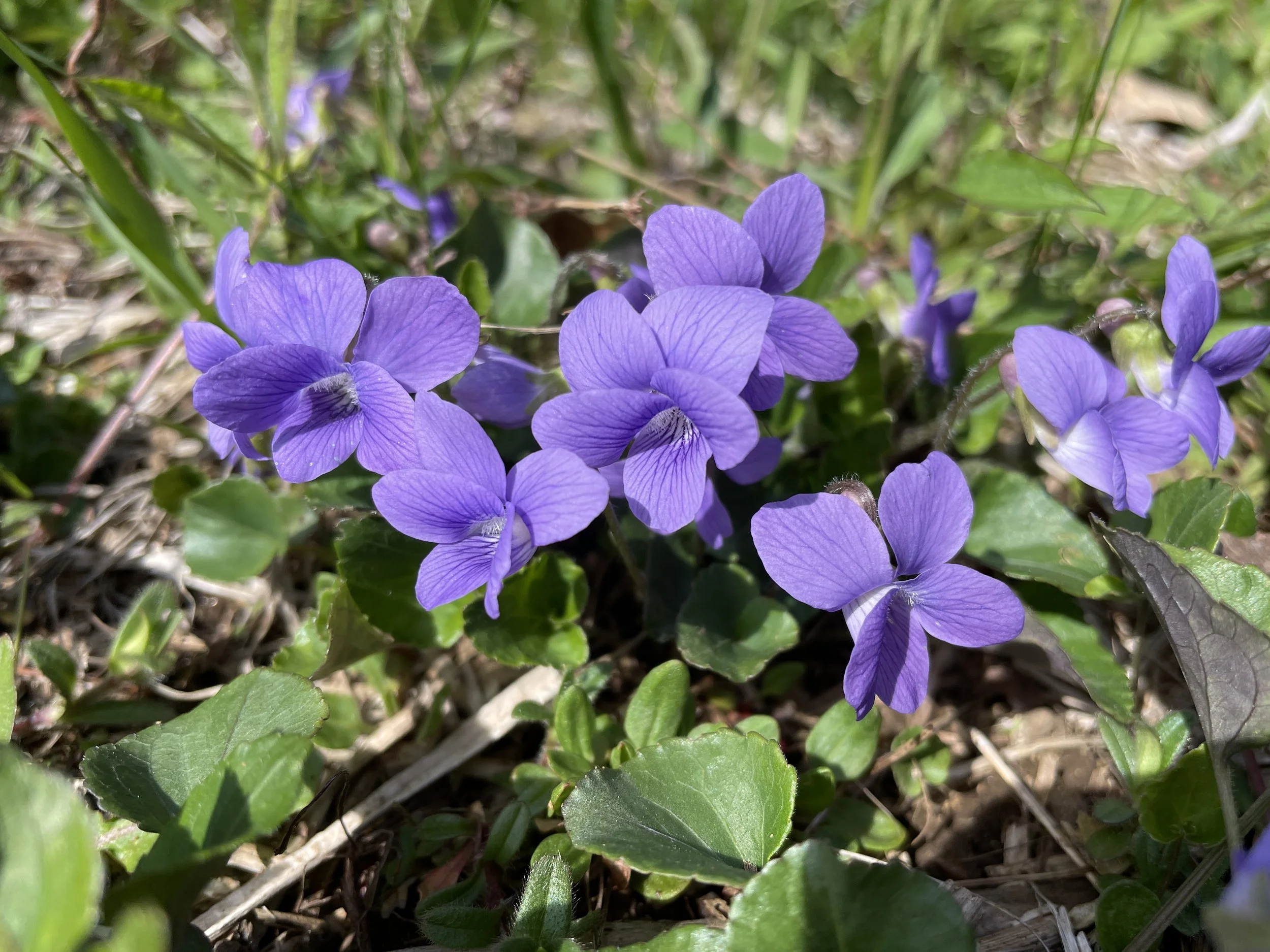 viola spp..JPG
