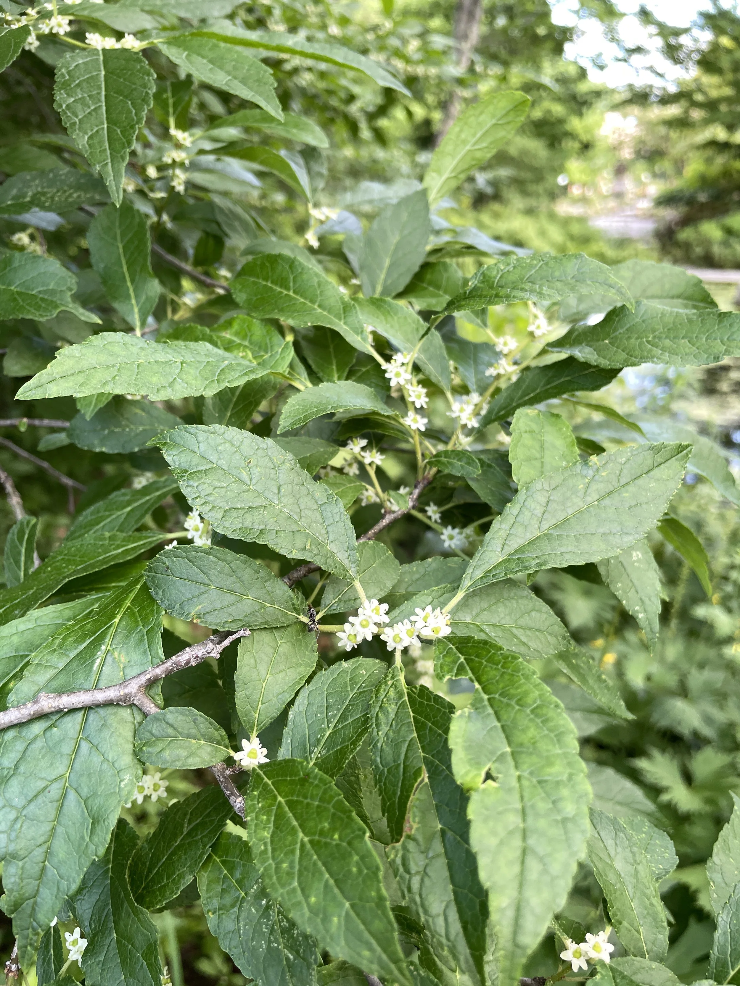ilex verticillata flower 7:11:26.JPG