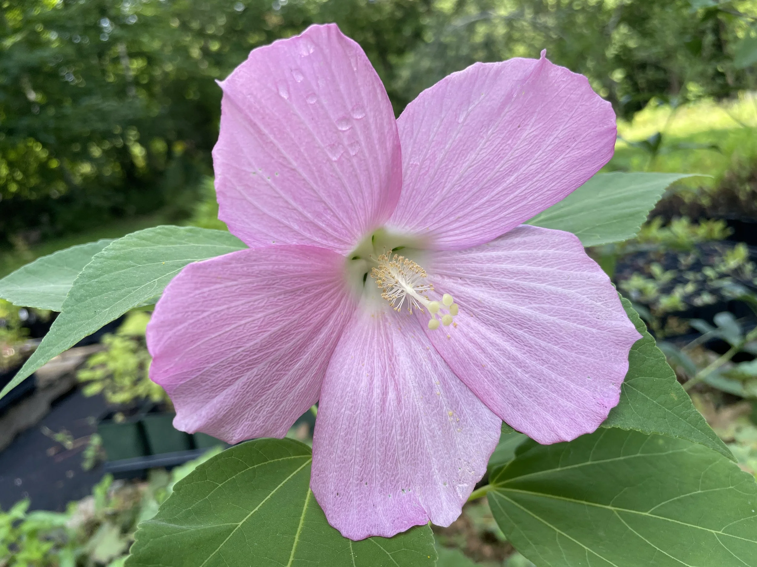 swamprosemallow3.JPG