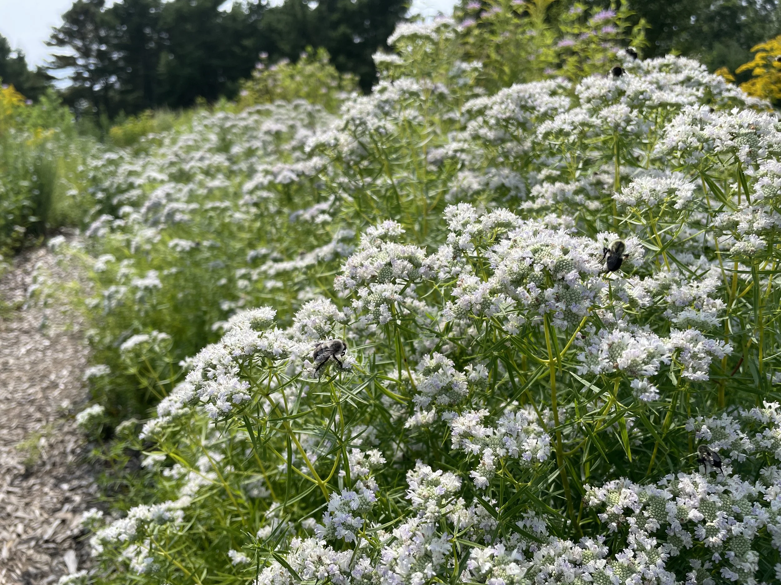 pycnanthemum tenuifolium-1.JPG